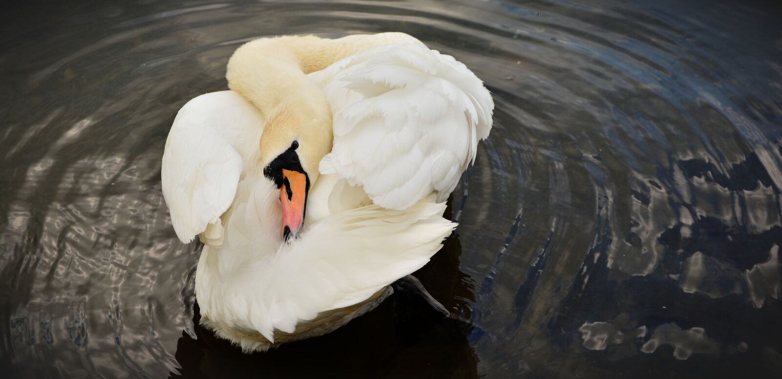 Nikon D5200 sample photo. Swan, white swan, bird photography
