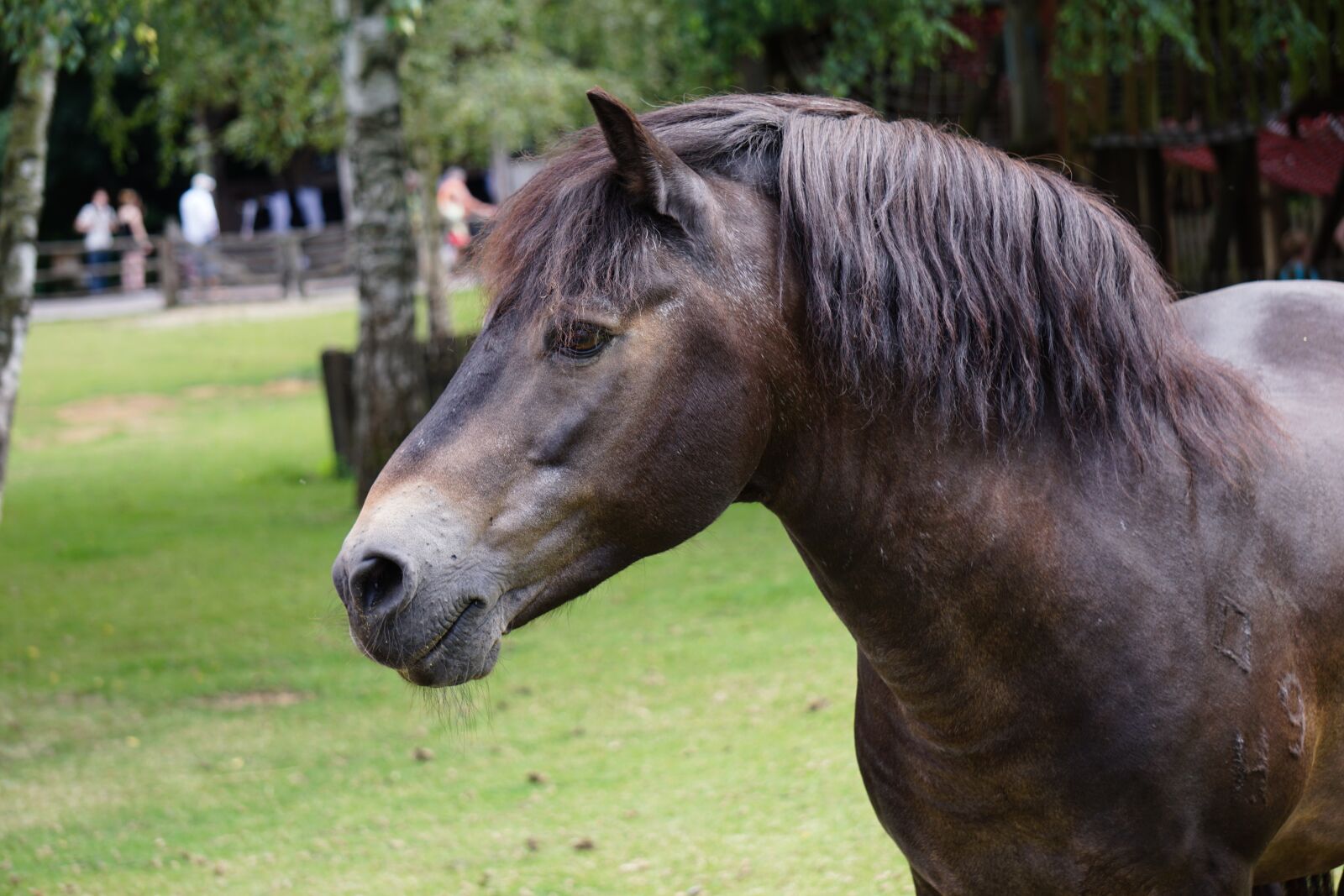 Sony E 55-210mm F4.5-6.3 OSS sample photo. Exmoor pony, horse, dark photography