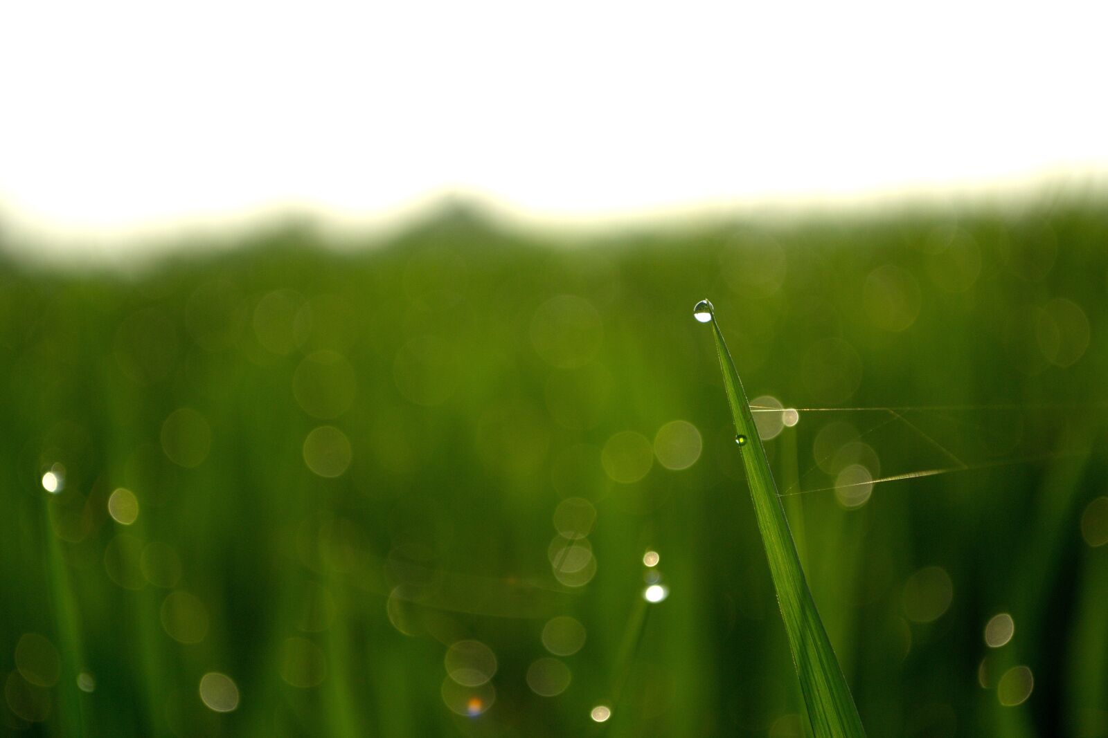 Nikon D3100 sample photo. Dew, drops of water photography