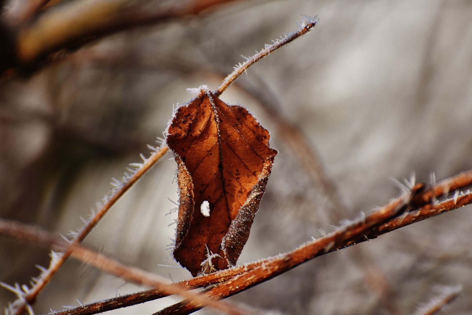 Nikon D7200 sample photo. Leaf, hoarfrost, brown photography