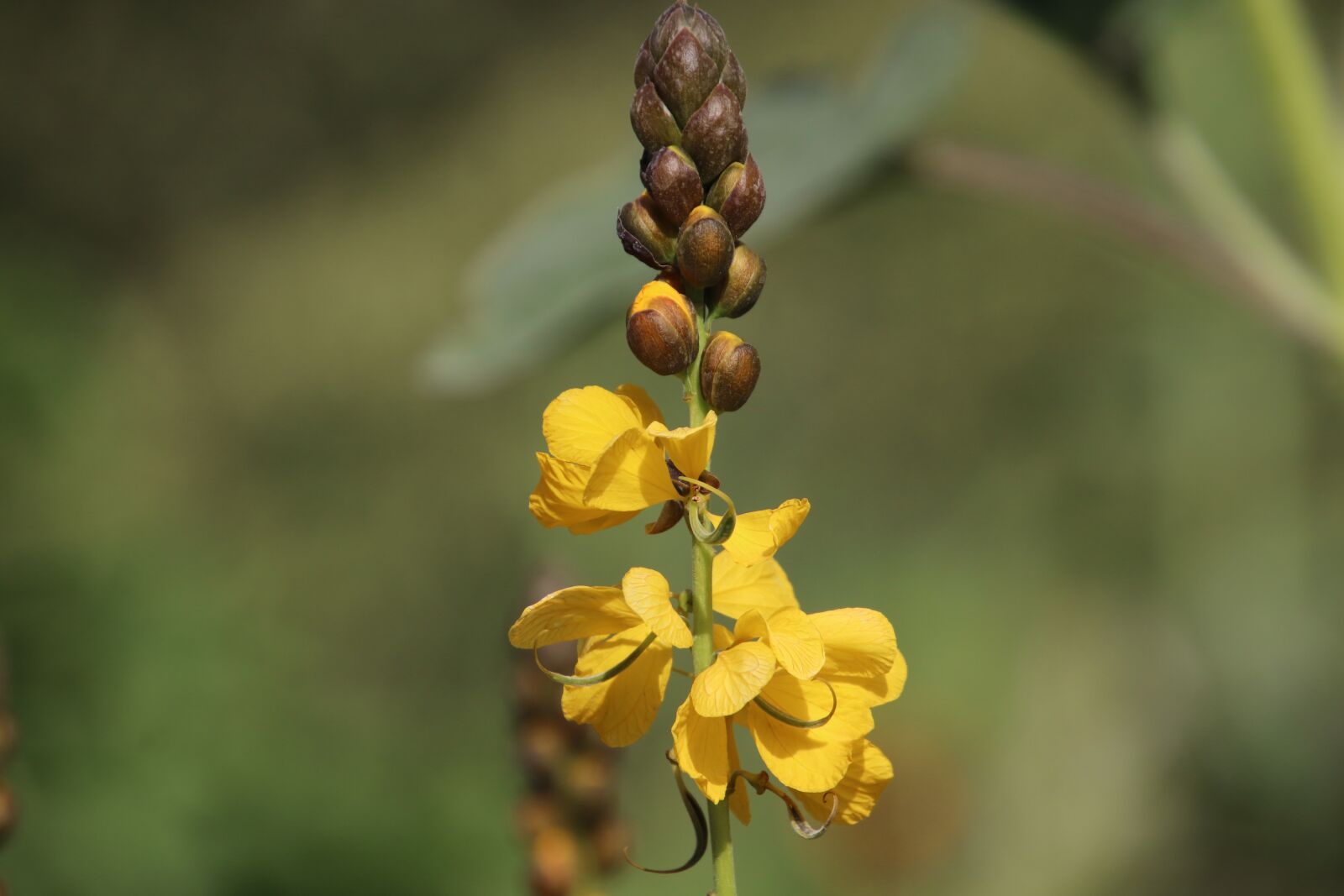 Canon EOS 800D (EOS Rebel T7i / EOS Kiss X9i) sample photo. Flower, plant, yellow photography