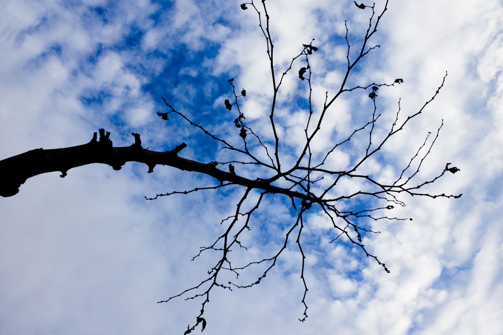 Canon EOS 500D (EOS Rebel T1i / EOS Kiss X3) sample photo. Branch, tree, reverse light photography
