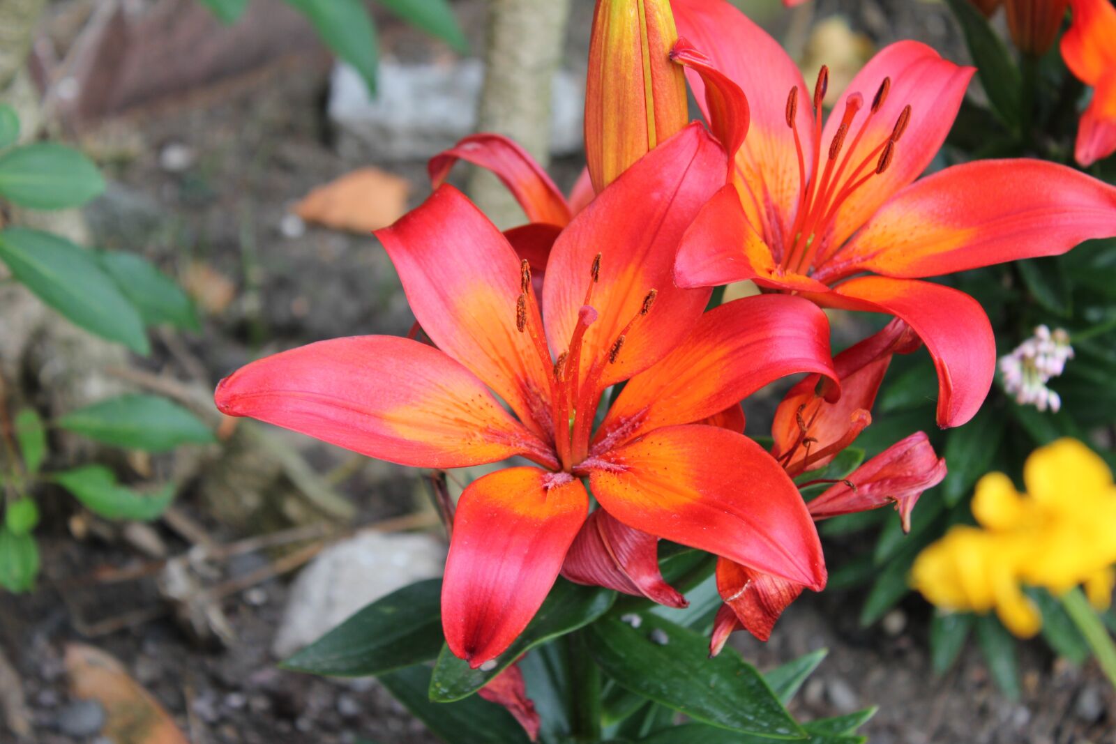 Canon EOS 550D (EOS Rebel T2i / EOS Kiss X4) sample photo. Lily, flower, orange photography