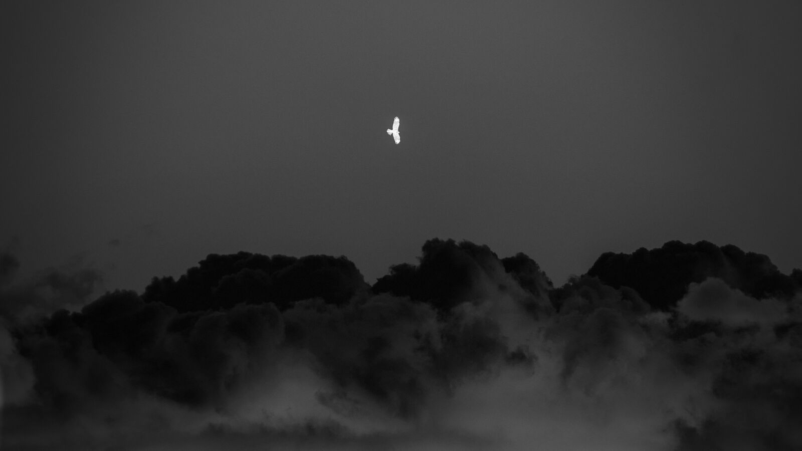Nikon D700 sample photo. Bird, darkness, negative photography