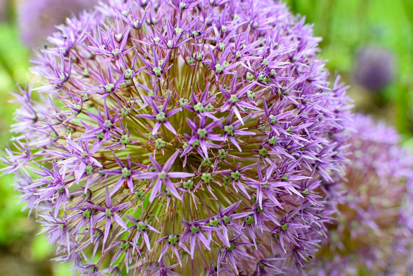 Nikon D5300 sample photo. Blossom, bloom, ornamental onion photography