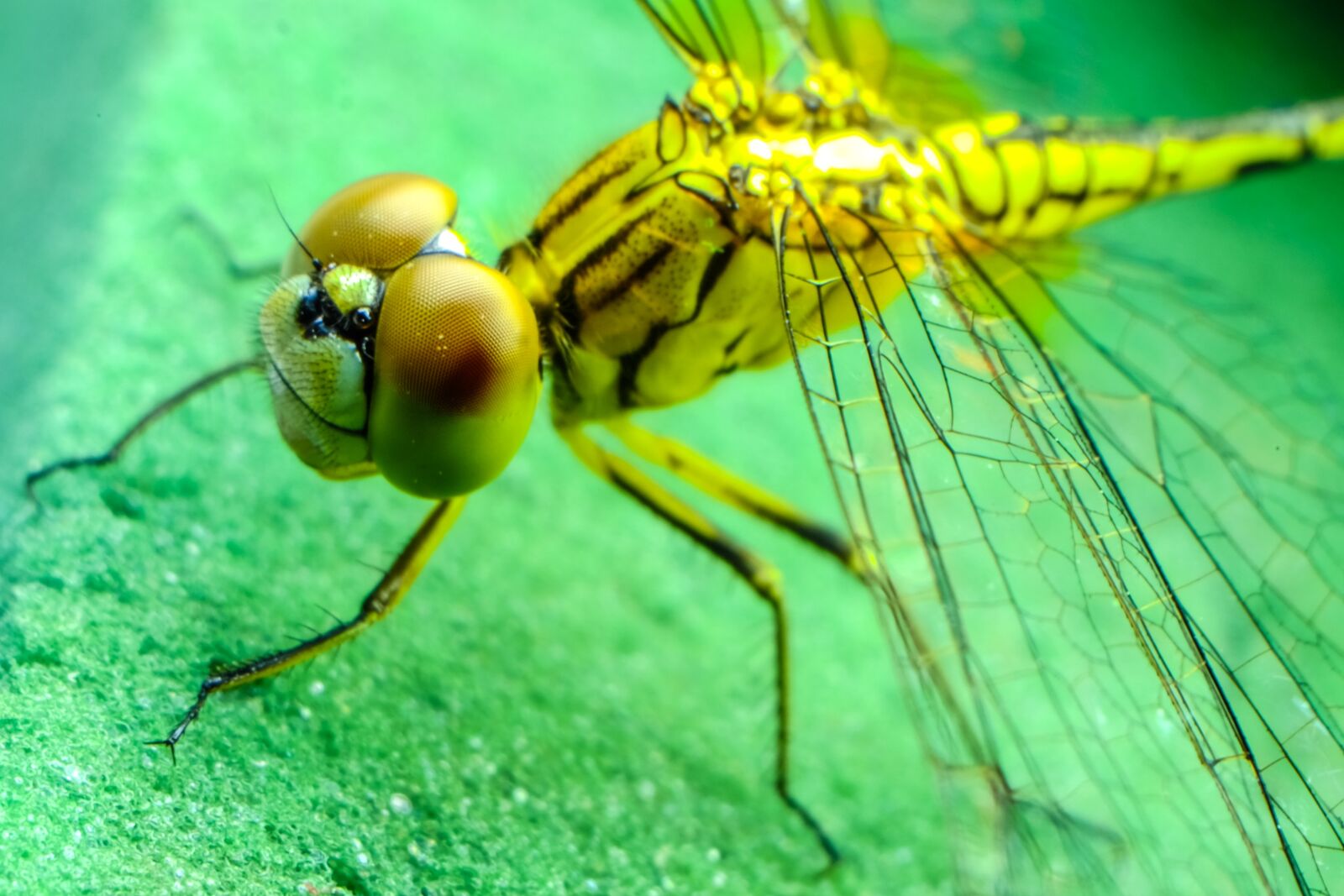 Fujifilm X-E2 sample photo. Dragonfly, insect, black photography