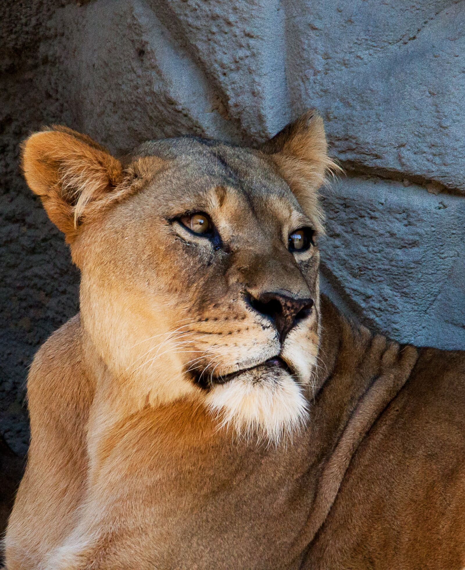 Canon EOS 50D sample photo. Lion, lioness, big cat photography
