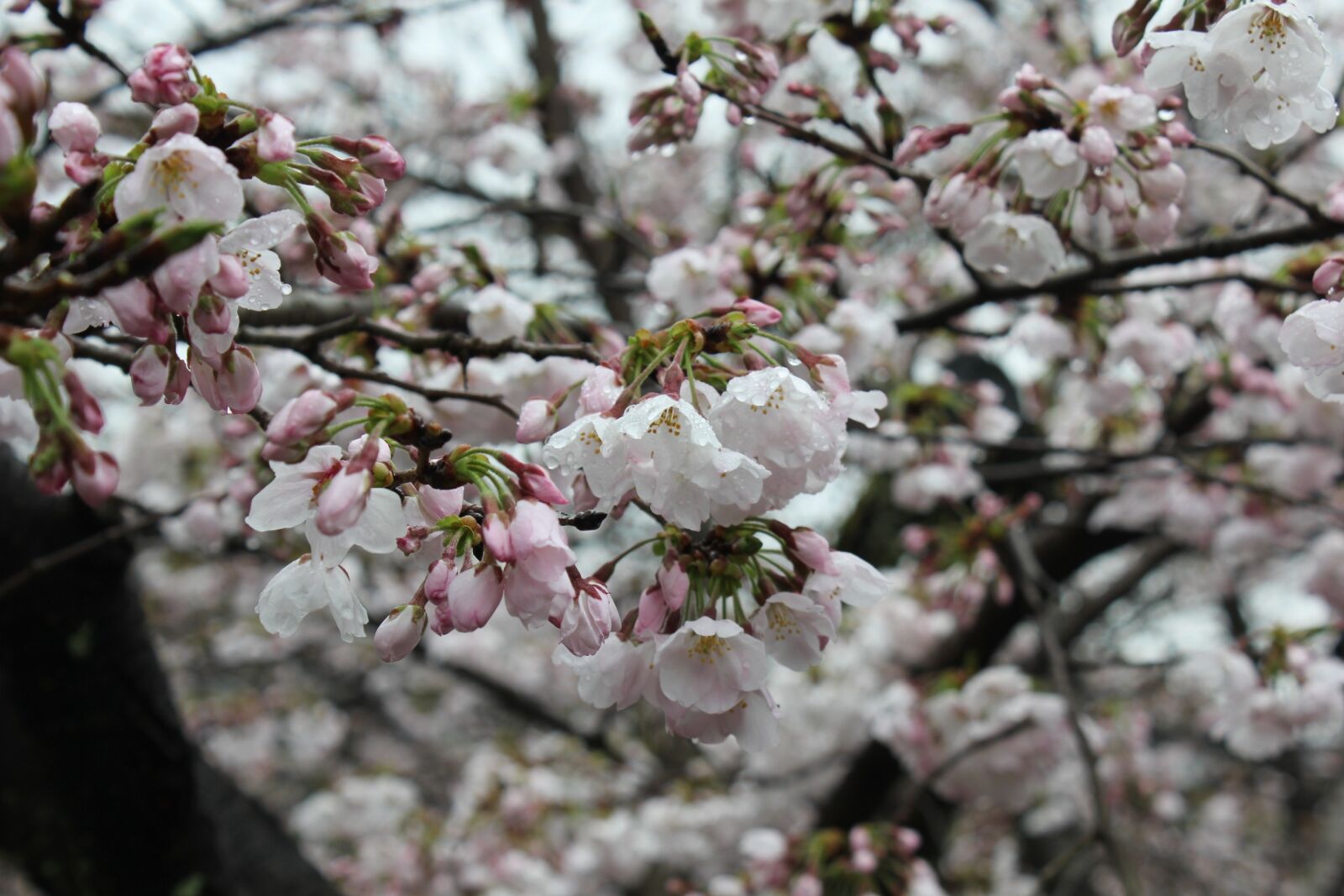 Canon EOS 550D (EOS Rebel T2i / EOS Kiss X4) sample photo. Cherry blossoms, japan, culture photography
