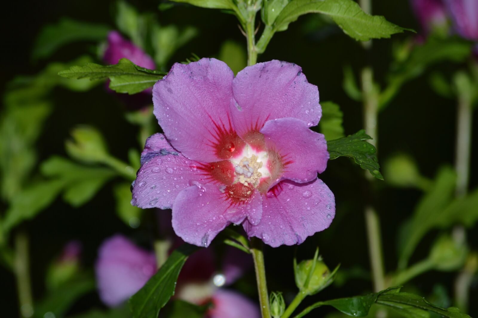 Nikon D3200 sample photo. Blossom, bloom, hibiscus photography