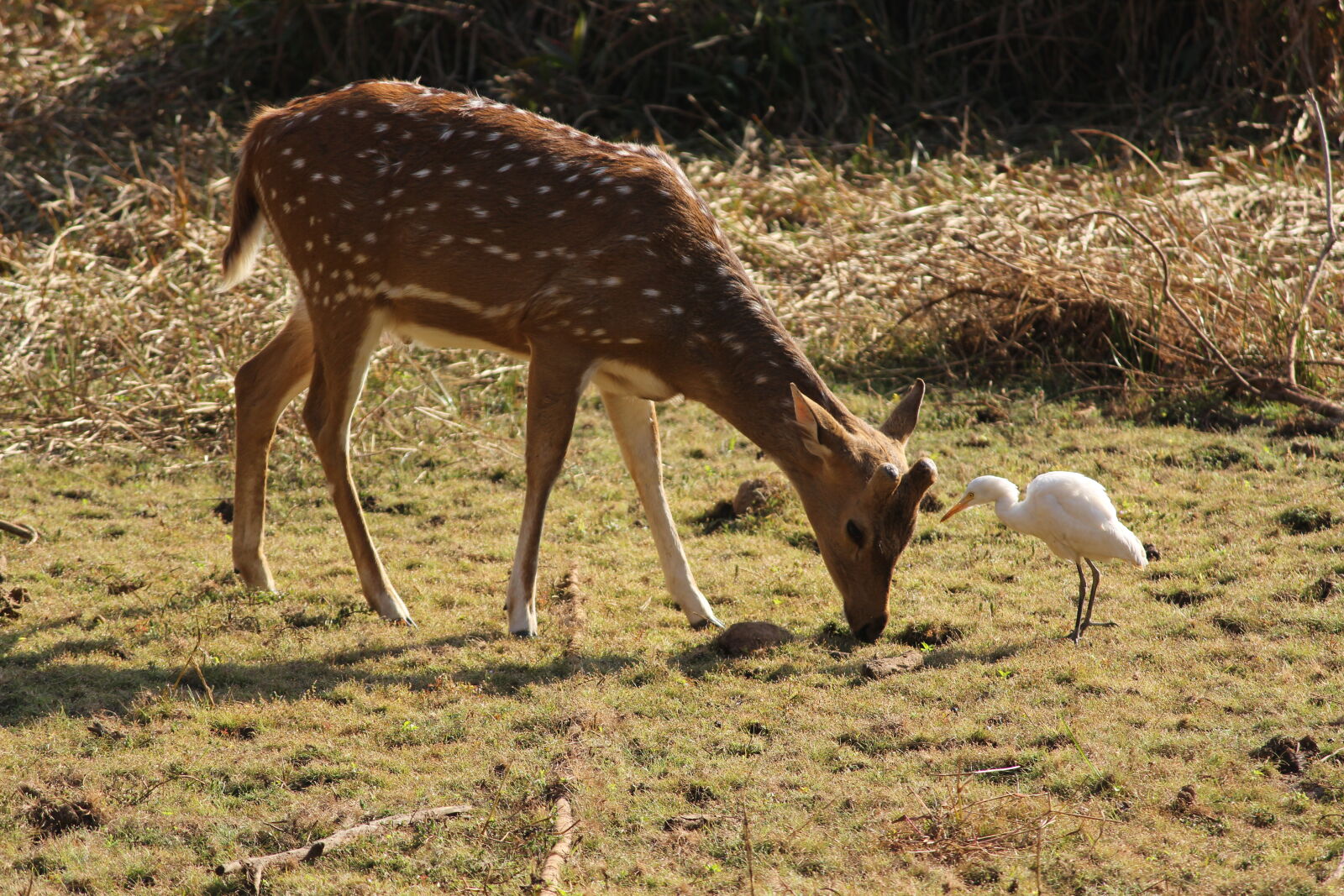 Canon EOS 700D (EOS Rebel T5i / EOS Kiss X7i) sample photo
