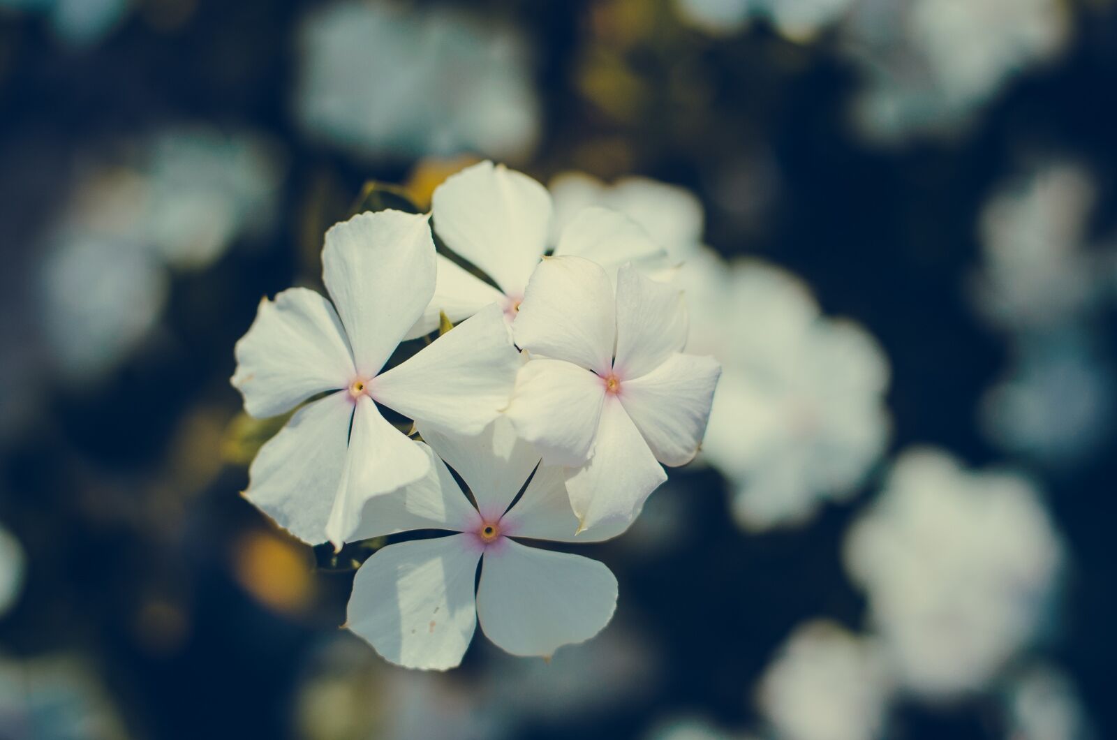Nikon D5100 sample photo. Nature, flower, white flower photography