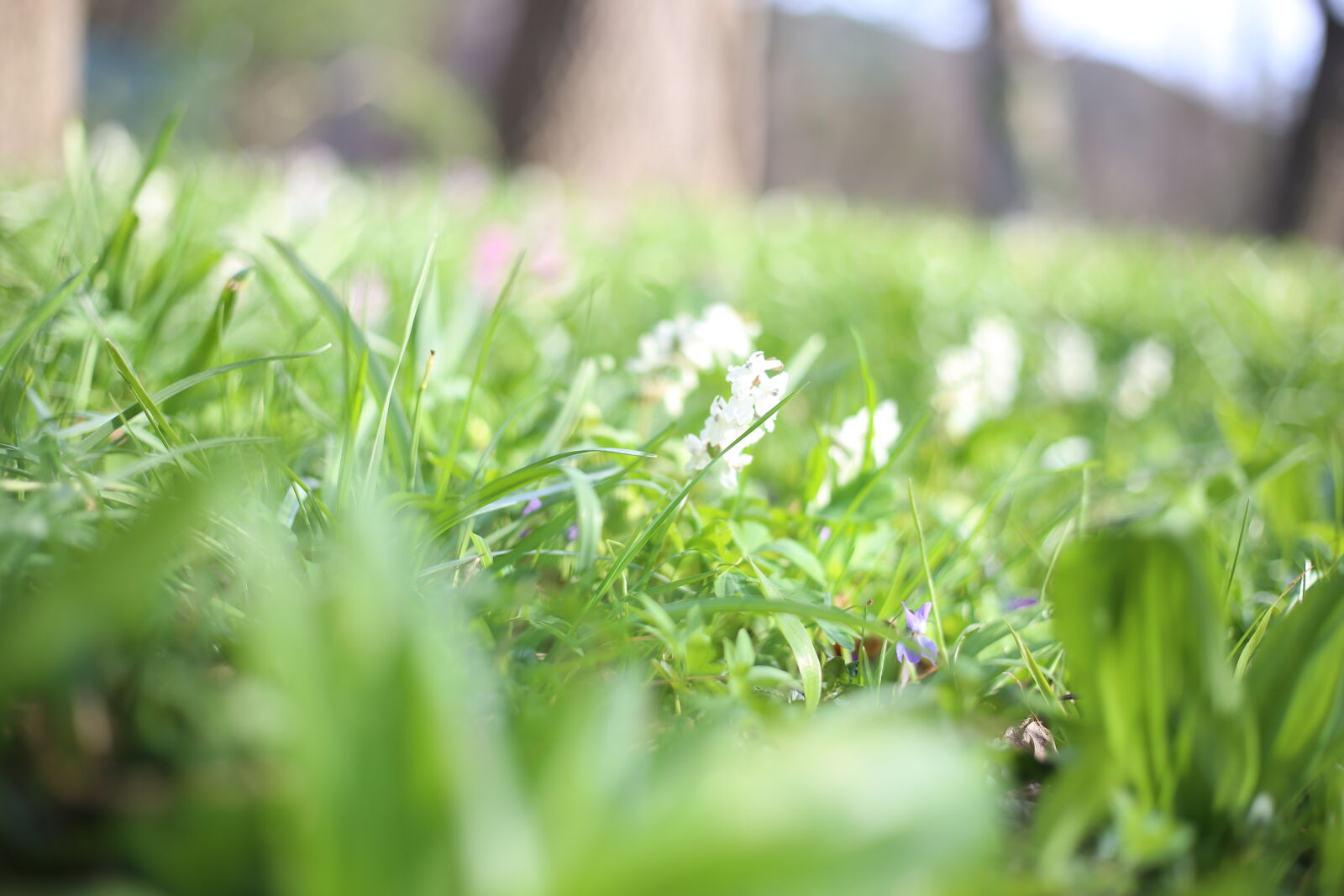 Canon EOS 6D + Canon EF 50mm F1.8 STM sample photo. Close, up, view, depth photography