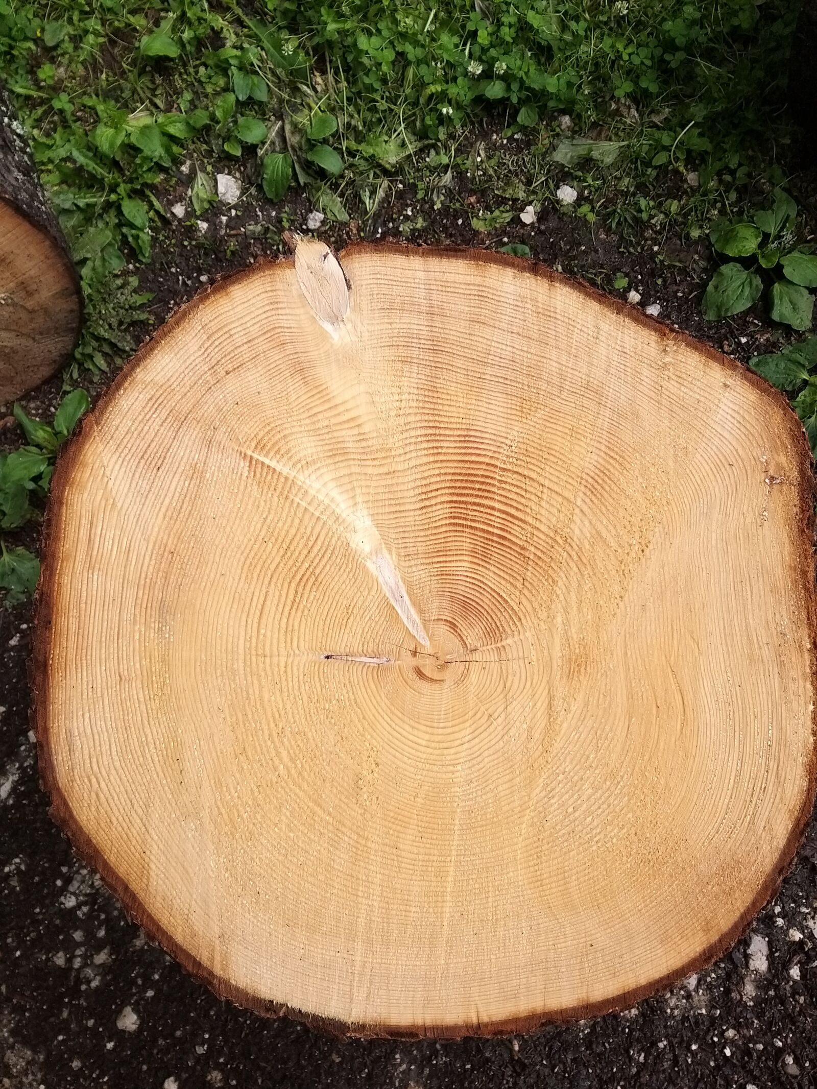Samsung Galaxy A9 (2018) sample photo. Wood, timber, tree photography