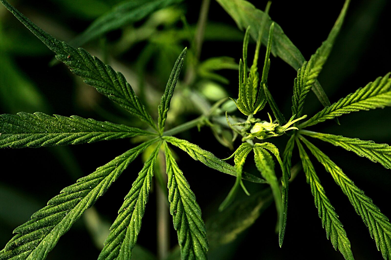 Canon EF 100mm F2.8 Macro USM sample photo. Weed, plant, smoking photography