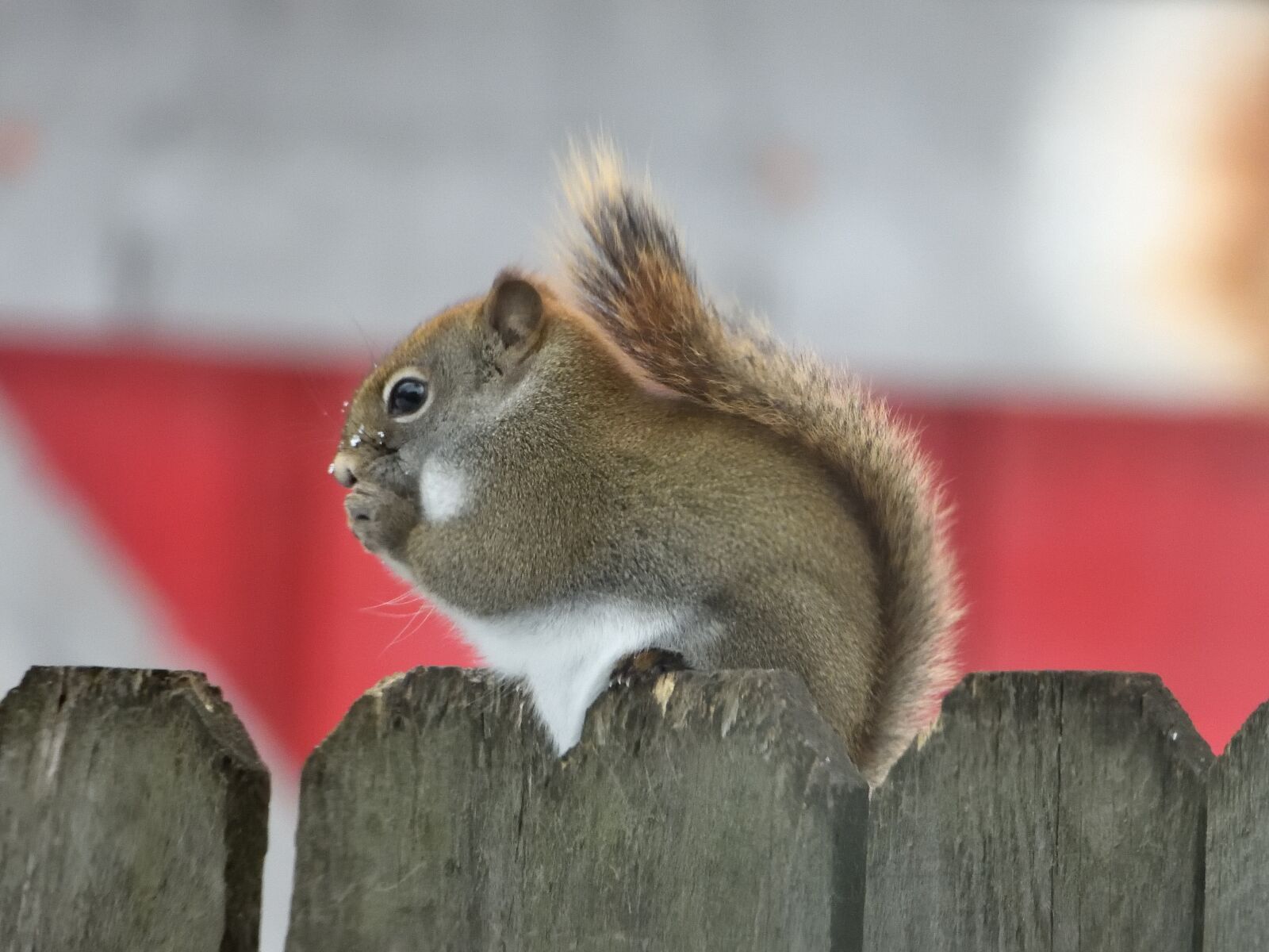 Nikon Coolpix P1000 sample photo. Squirrel, rodent, animal photography