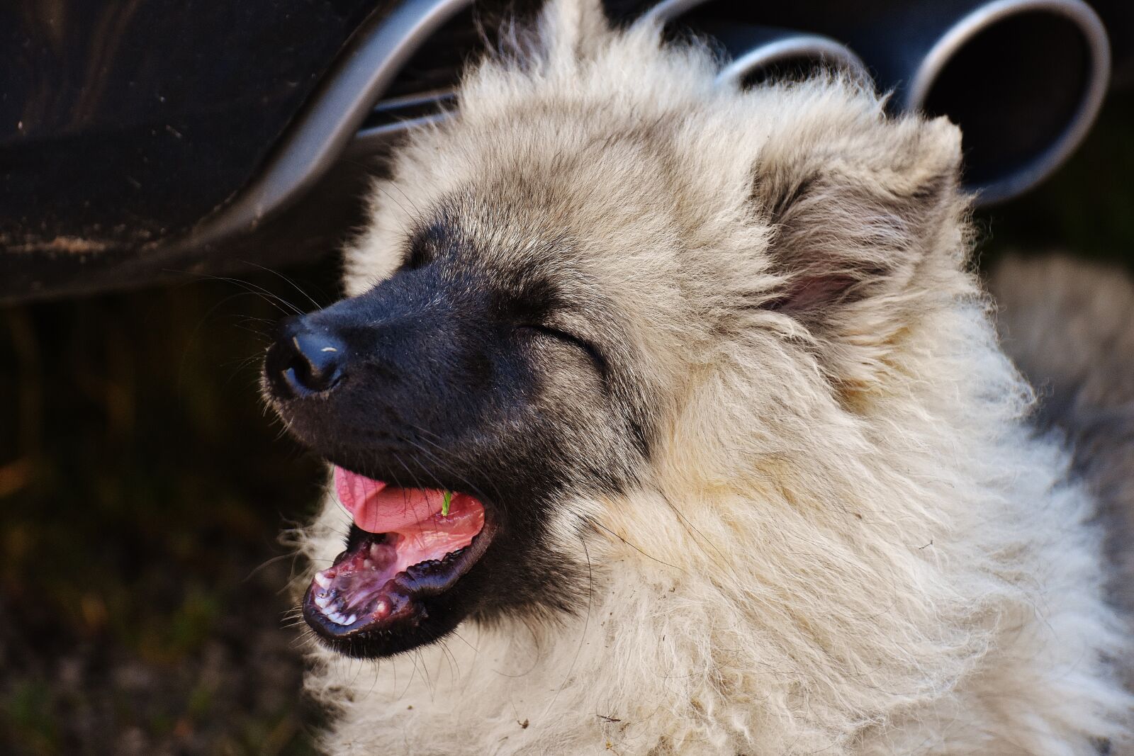 Nikon D7200 sample photo. Dog, fur, wuschelig photography