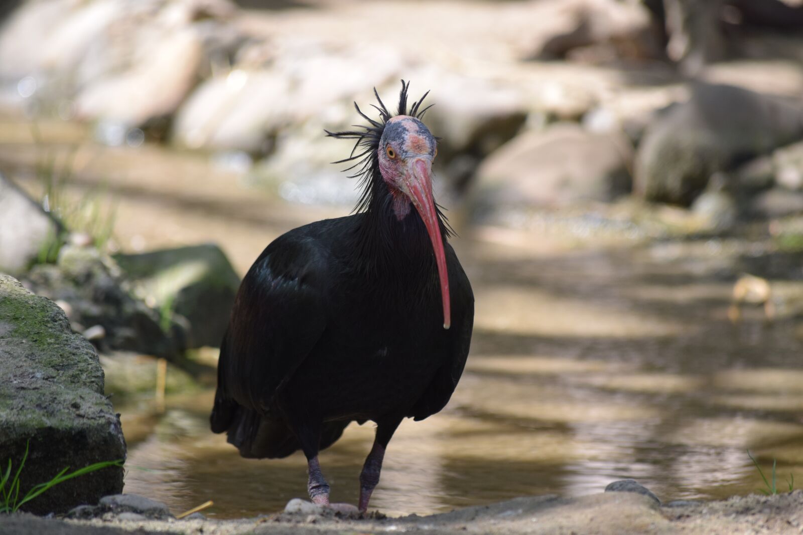 Nikon D3300 sample photo. Bird, tarvarjú, special photography