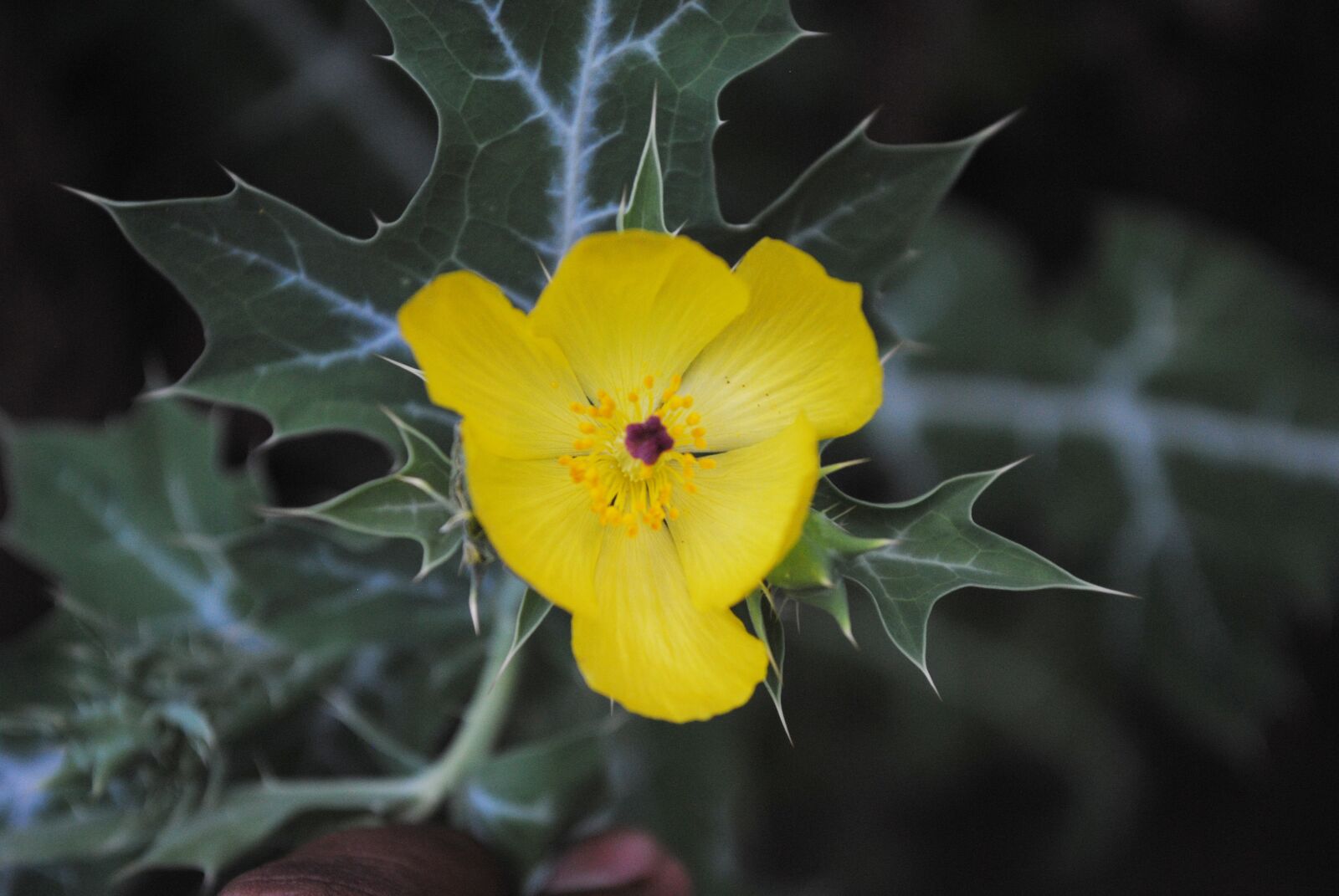 Nikon D3000 sample photo. Chicalote regional, flowers, wild photography