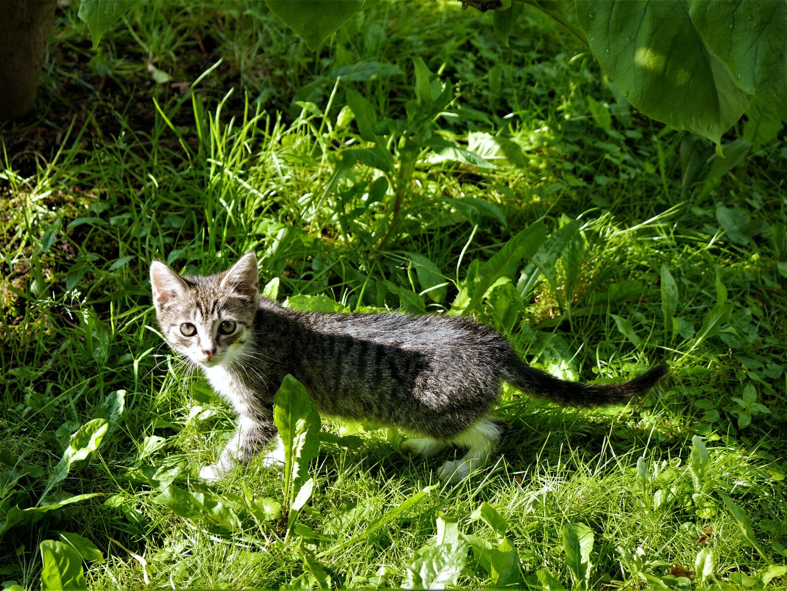 Panasonic Lumix DMC-GF7 sample photo. Small cat, grass, kitten photography