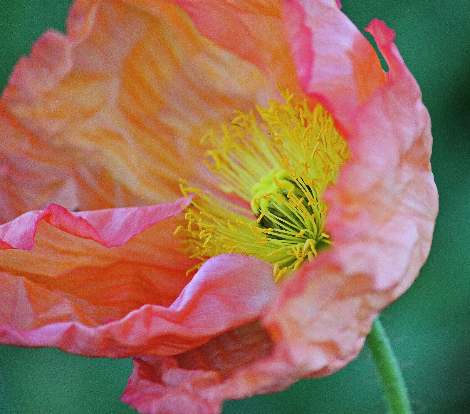 Canon EOS 500D (EOS Rebel T1i / EOS Kiss X3) sample photo. Icelandic poppy, flower, blossom photography
