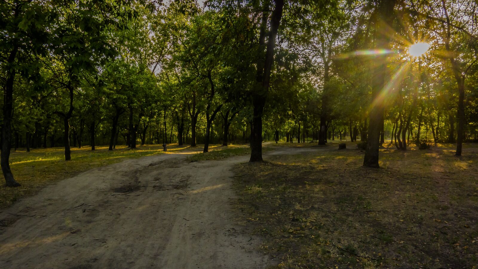 Sony Cyber-shot DSC-RX100 sample photo. Road, forest, sun photography