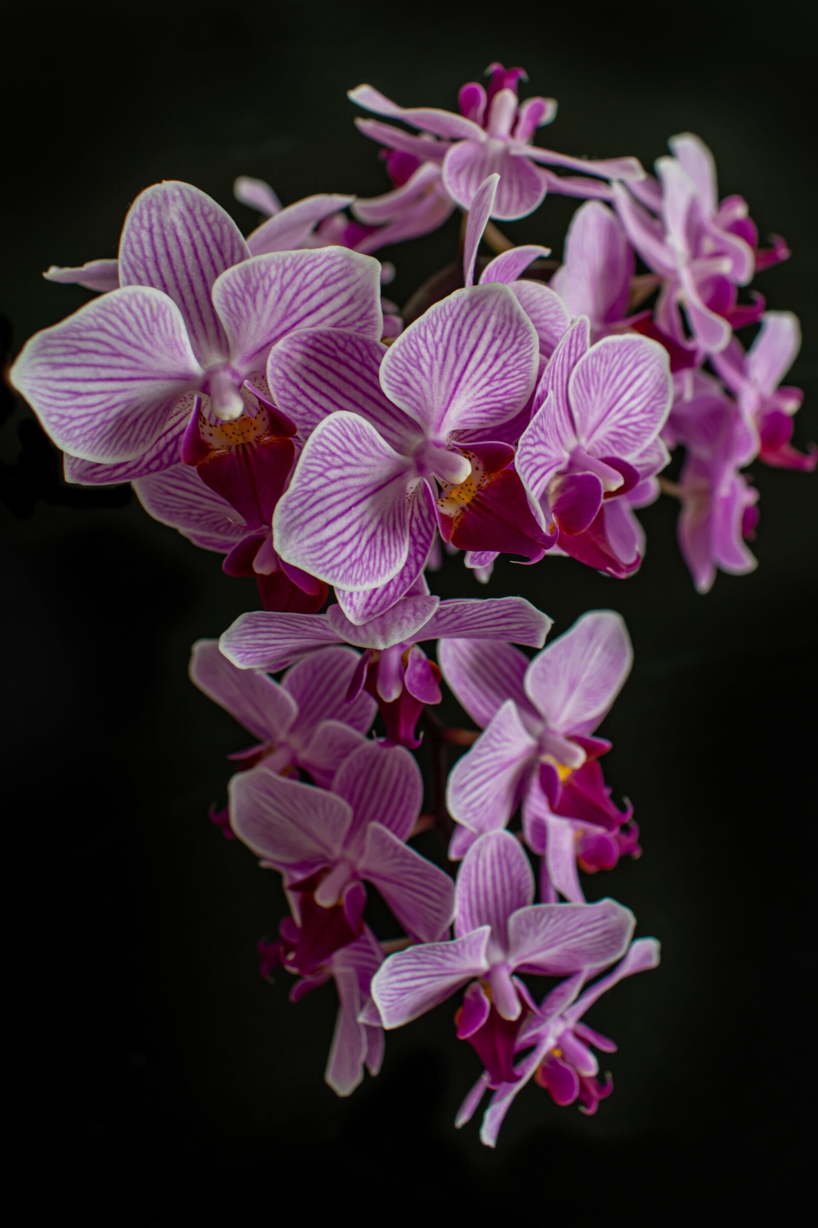 Nikon D5300 sample photo. Orchids, flowers, blossom photography