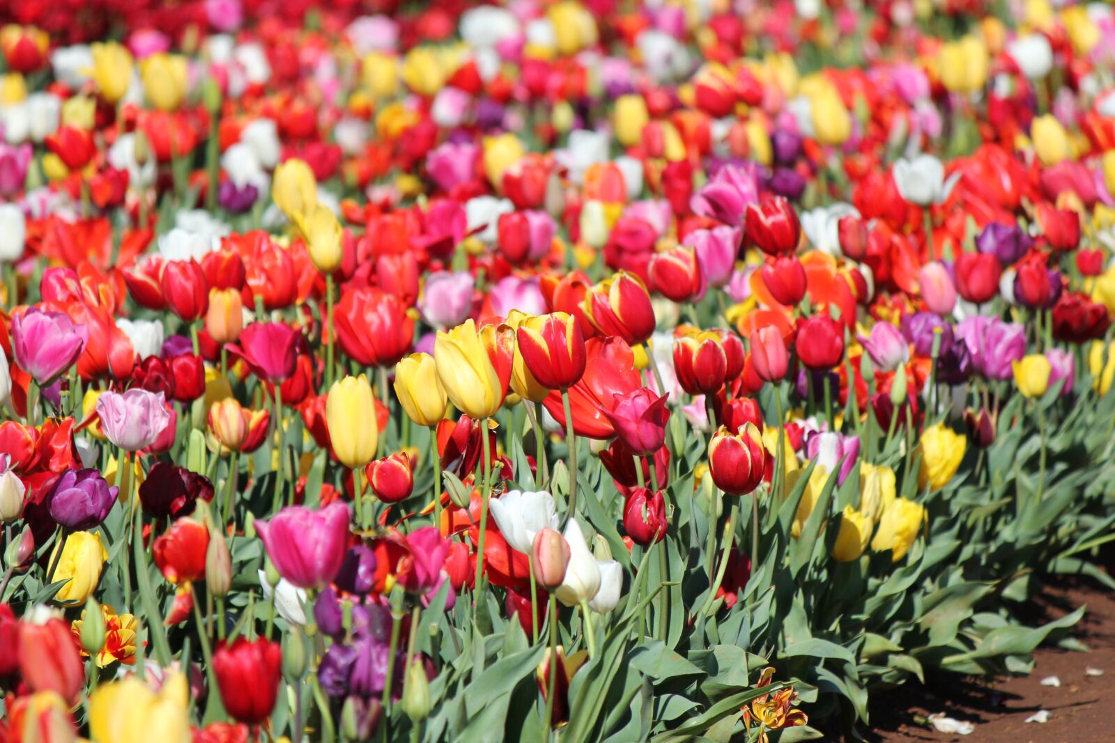 Canon EOS 60D + Canon EF-S 55-250mm F4-5.6 IS sample photo. Tulips, garden, flowers photography