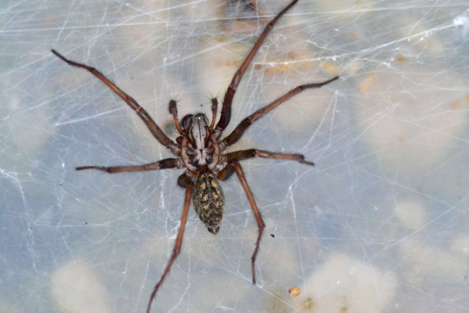 Nikon D3100 sample photo. Spider, insect, close up photography