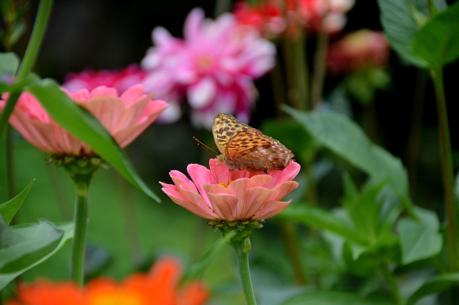 Nikon D3200 sample photo. Butterfly, insect, flower photography