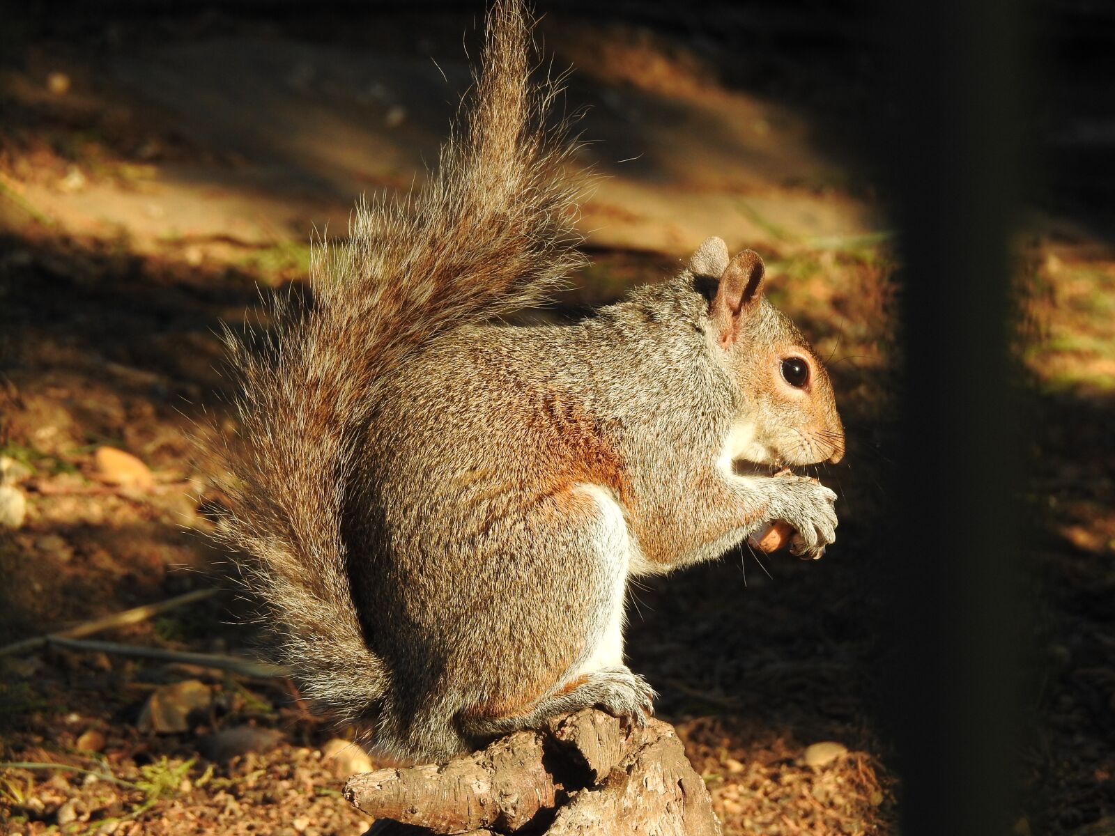 Nikon Coolpix P900 sample photo. Squirrel, rodent, animal photography