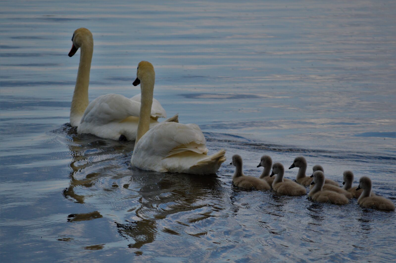 Nikon D3200 sample photo. Swan, family, water photography