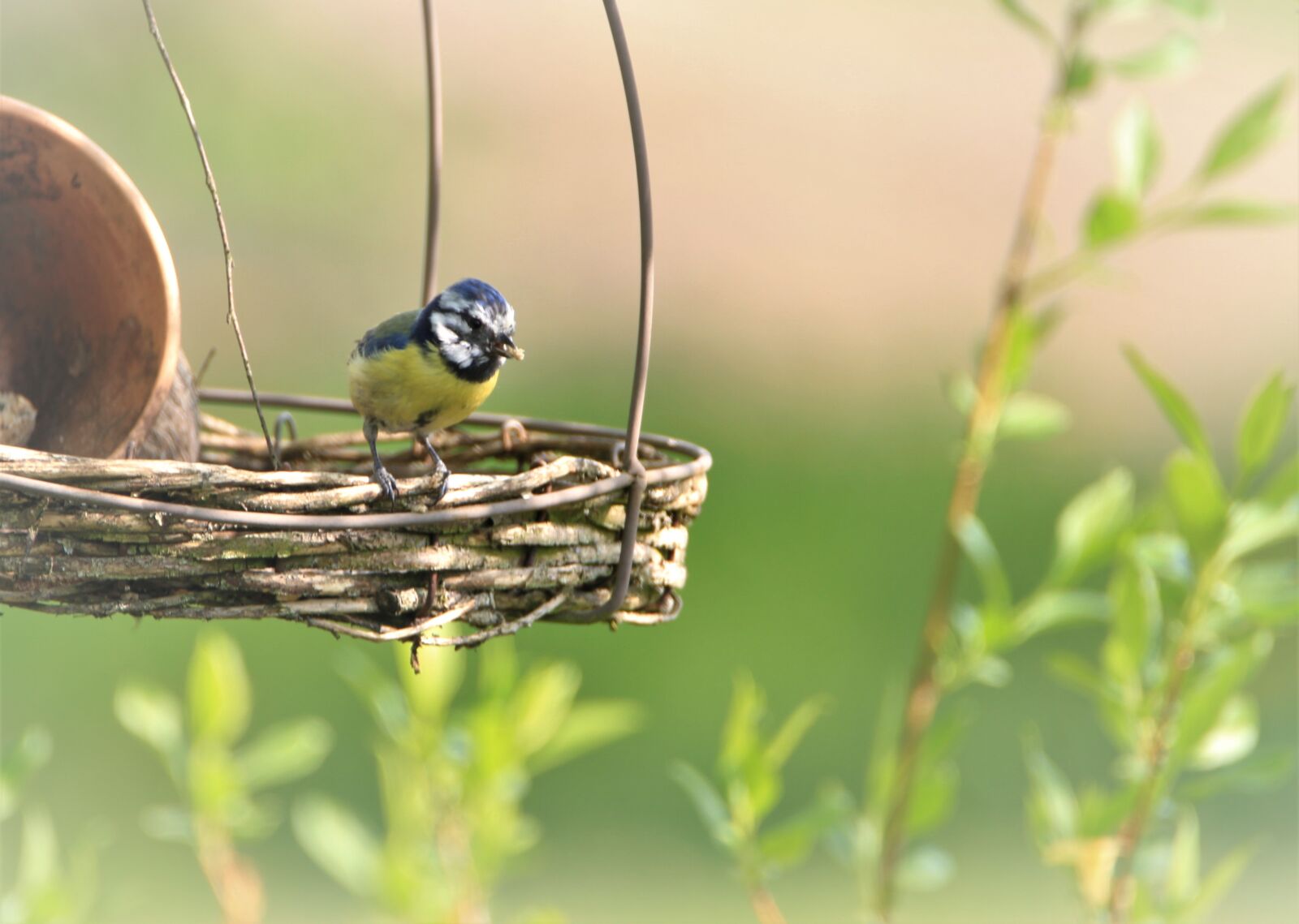 Canon EOS 7D sample photo. Blue tit, tit, songbird photography