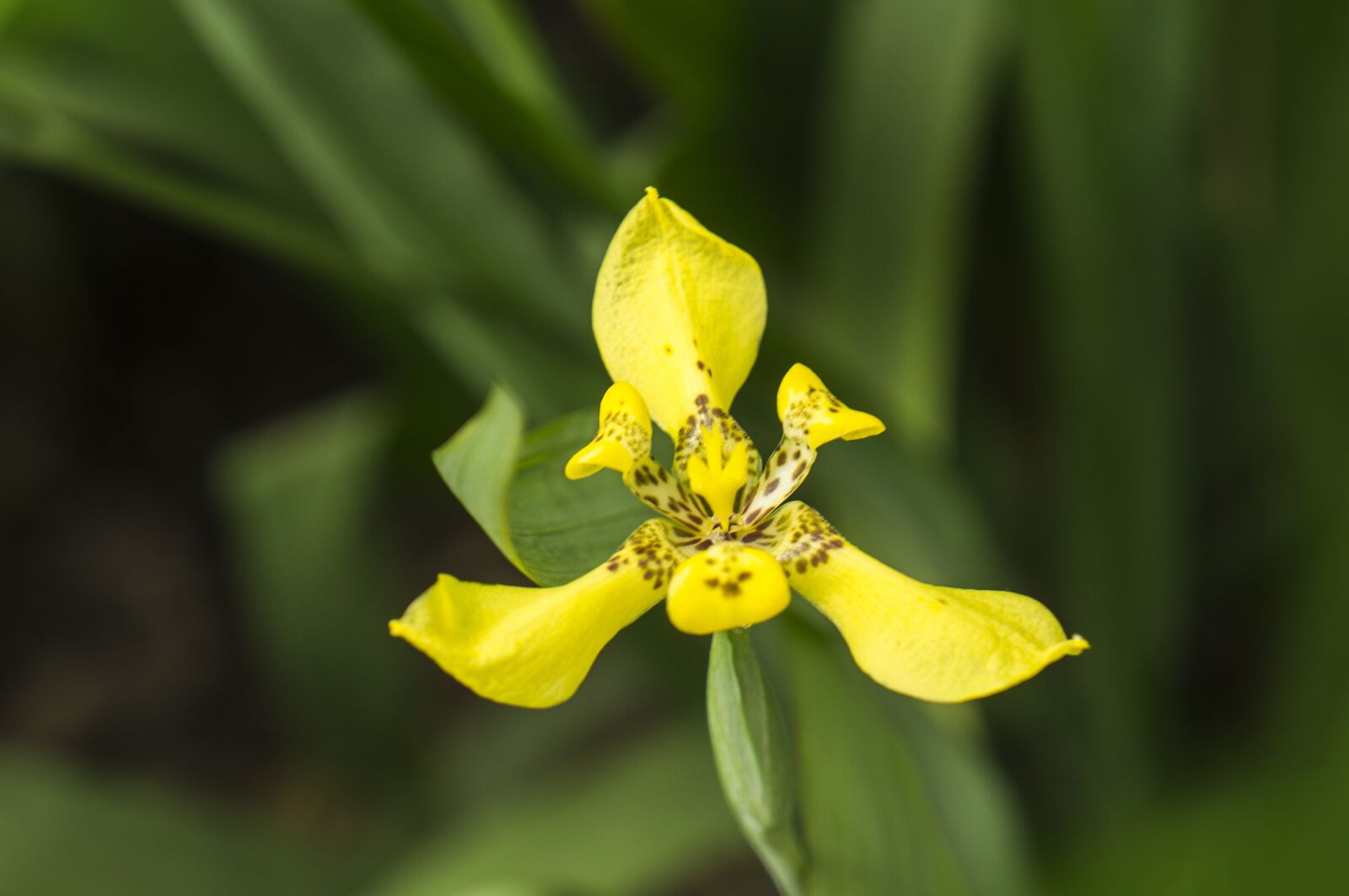 Sony Alpha NEX-F3 + Sony E 18-55mm F3.5-5.6 OSS sample photo. Yellow flowers, wildflowers, natural photography