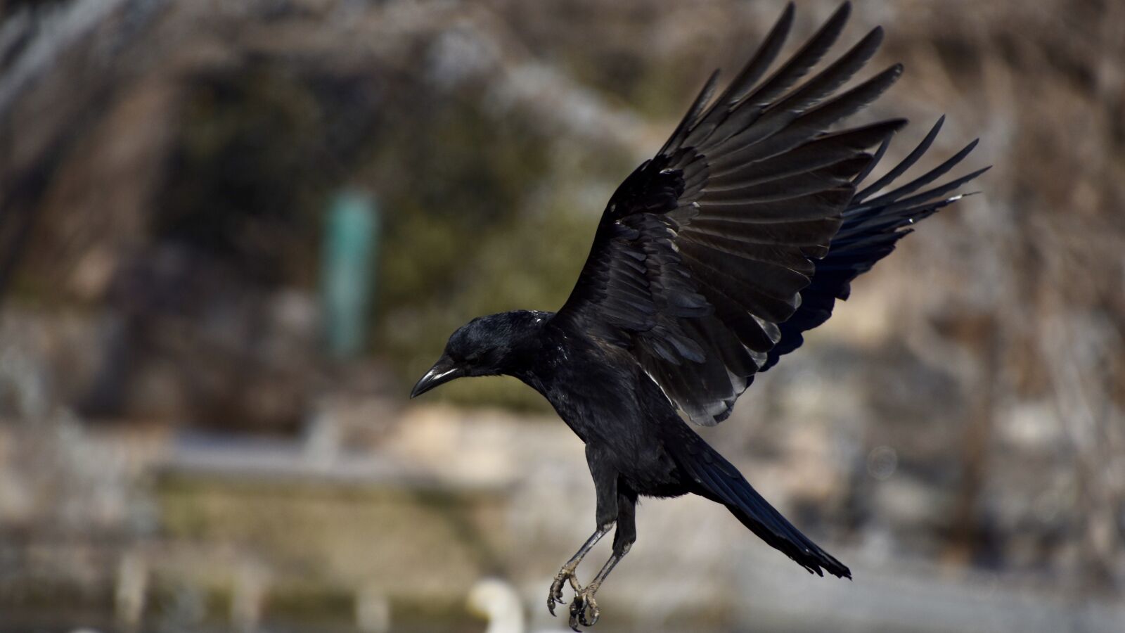 Nikon D7200 sample photo. Crow, fly, winter photography