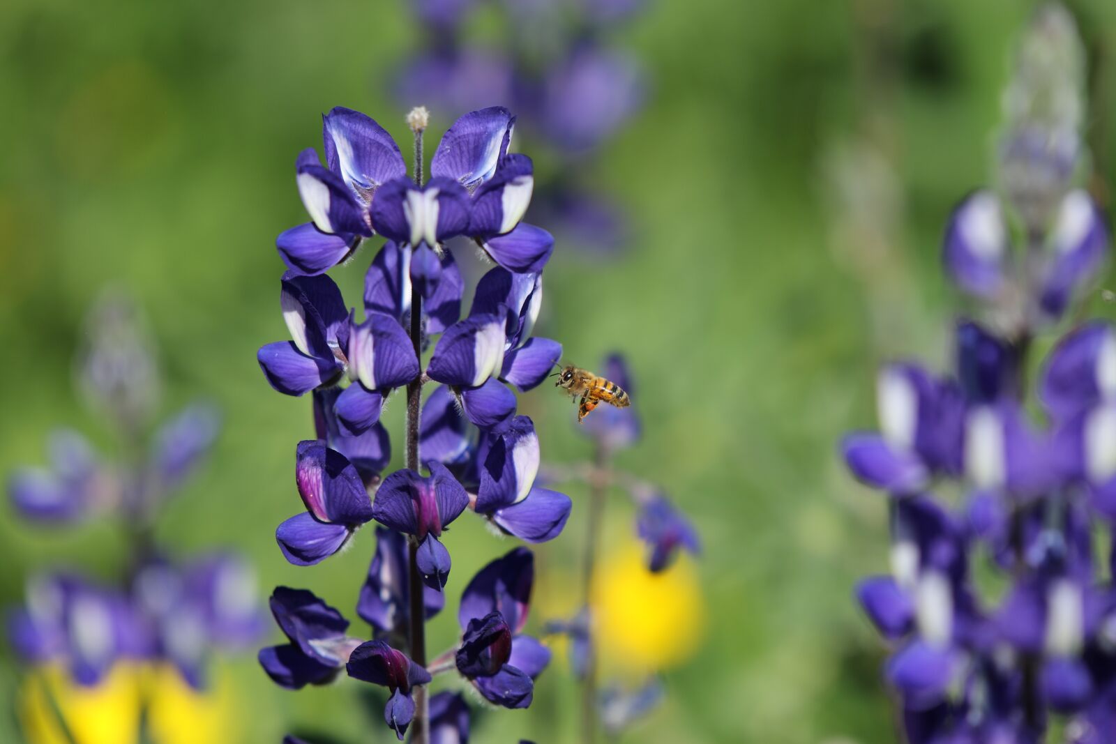 Canon EOS 7D Mark II sample photo. Flowers, lupines, bee photography