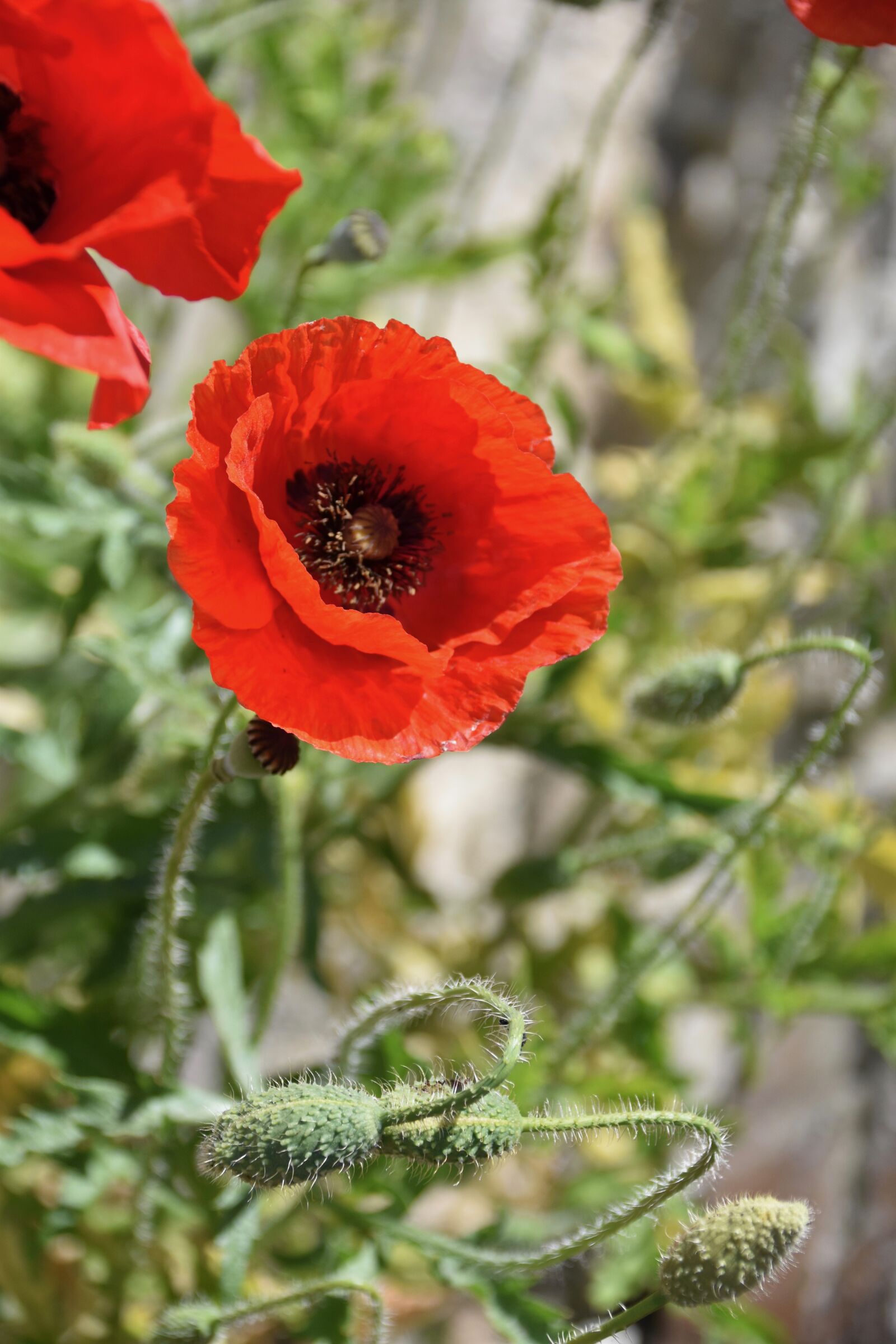 Nikon D5600 sample photo. Poppy, flower, red photography