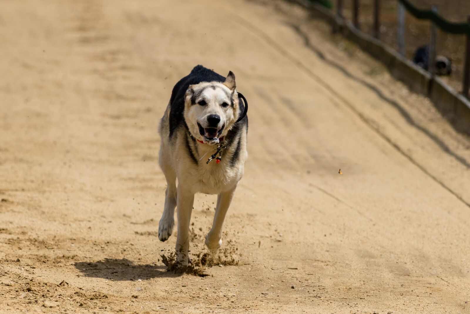 Canon EF 70-300 F4-5.6 IS II USM sample photo. Dog, runs, dog racing photography