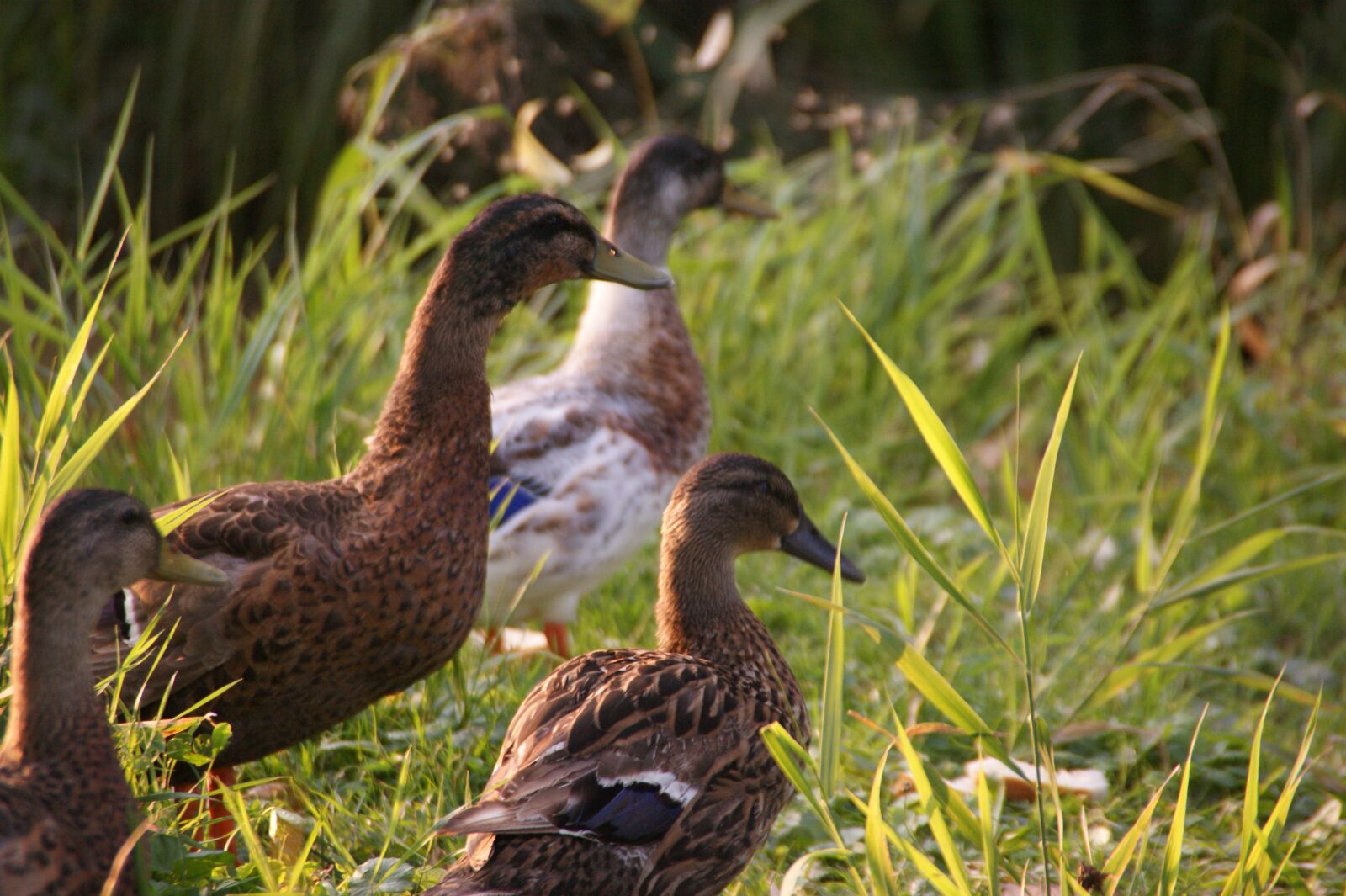 Sony Alpha DSLR-A350 sample photo. Ducks, walk, nature photography