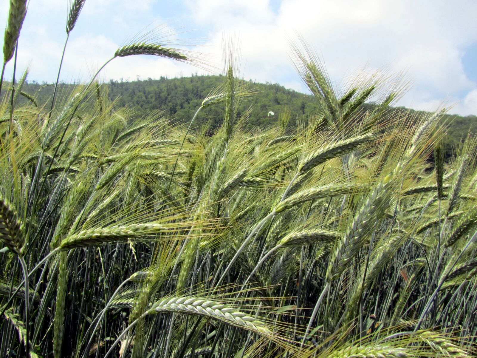 Canon PowerShot SX210 IS sample photo. Wheat, ears, agriculture photography
