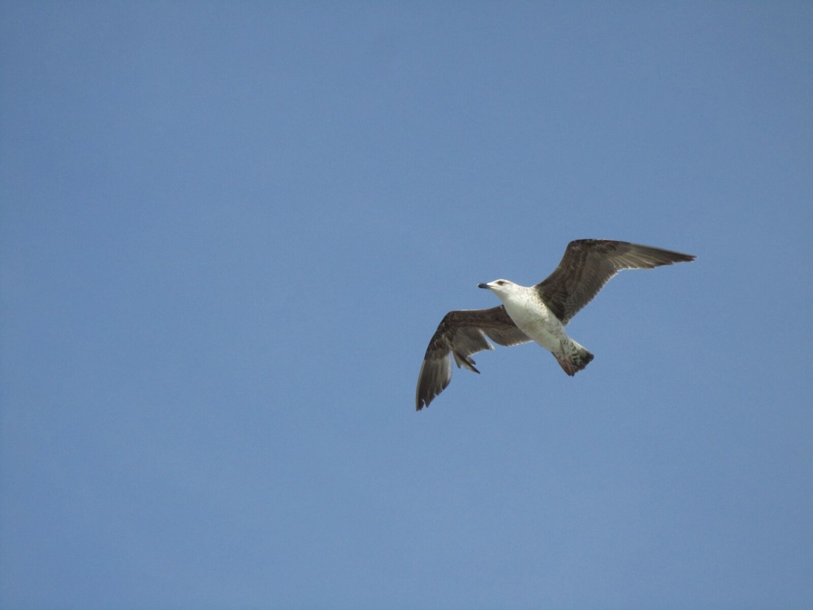 Canon PowerShot SD3500 IS (IXUS 210 / IXY 10S) sample photo. Seagull, flight, bird photography