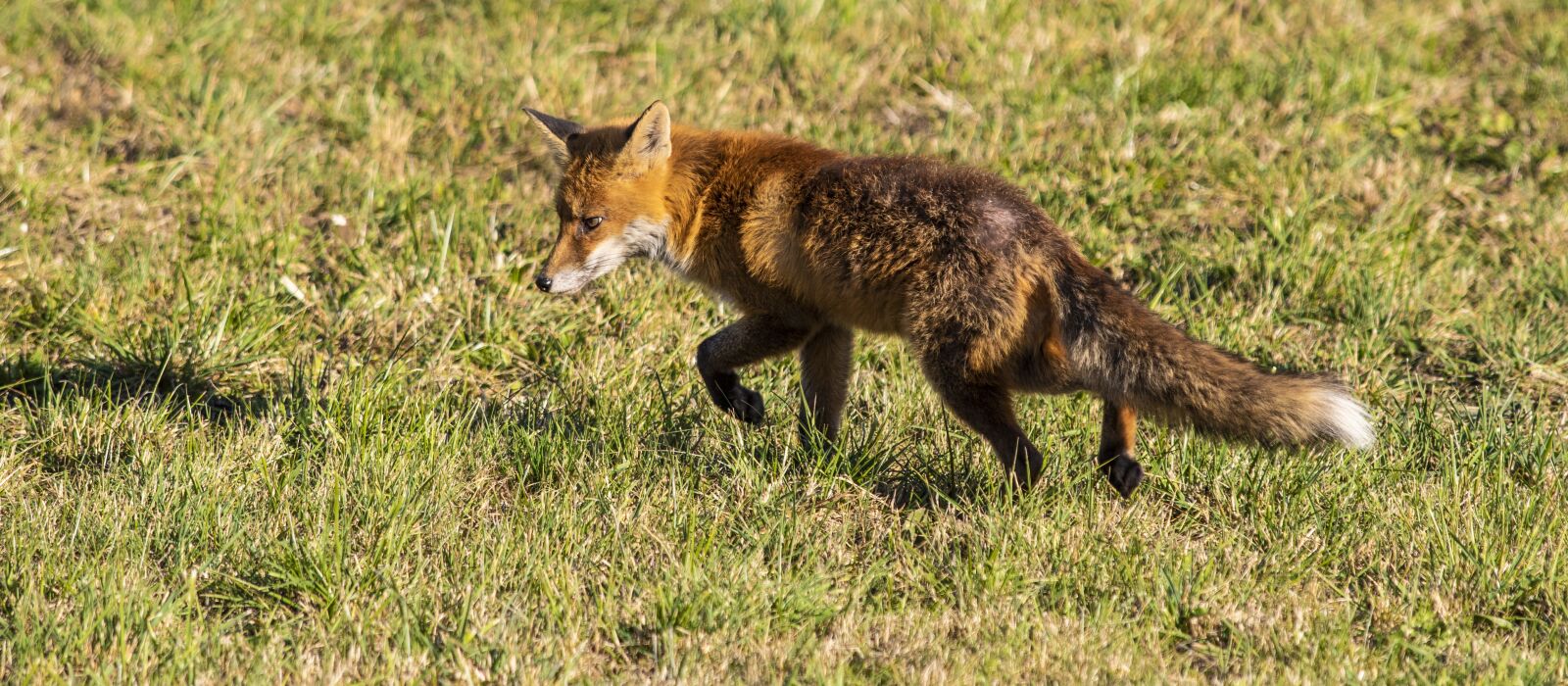Canon EF 70-200mm F2.8L USM sample photo. Fuchs, fox, smart photography
