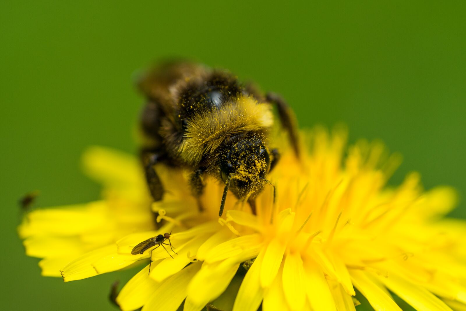 Sony a7 sample photo. Bee, pollination, dandelion photography