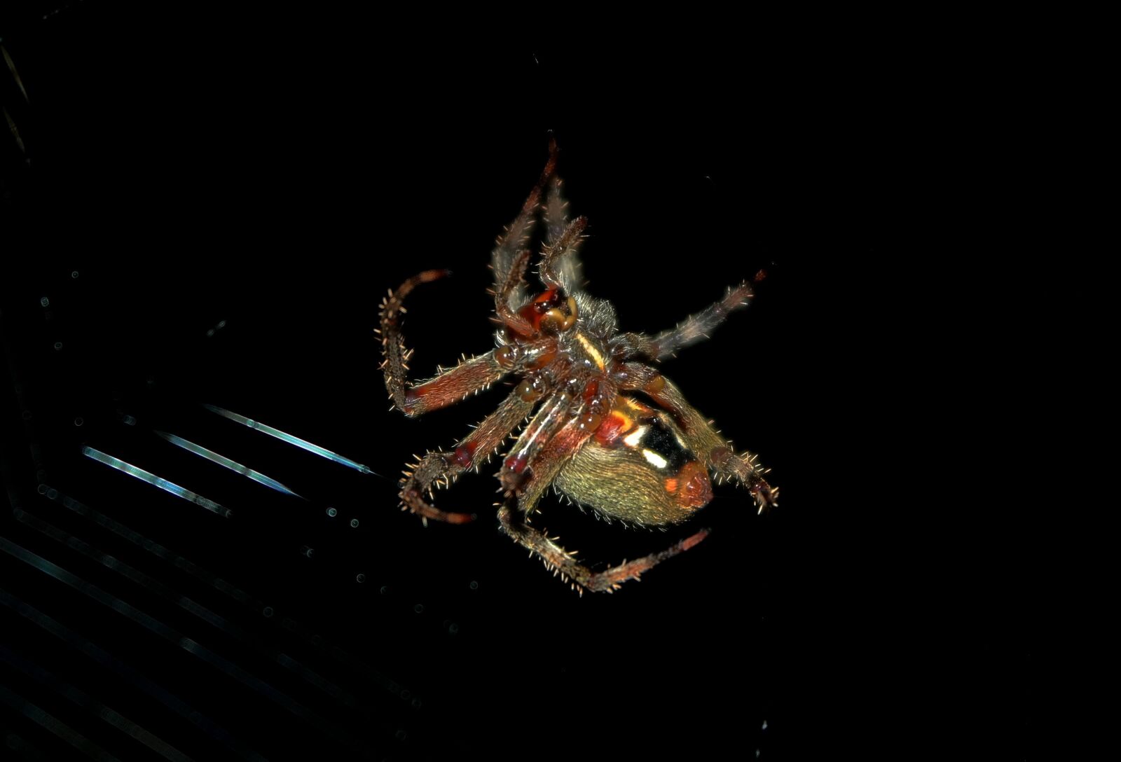 Samsung NX300 sample photo. Spider, orb weaver, spider photography