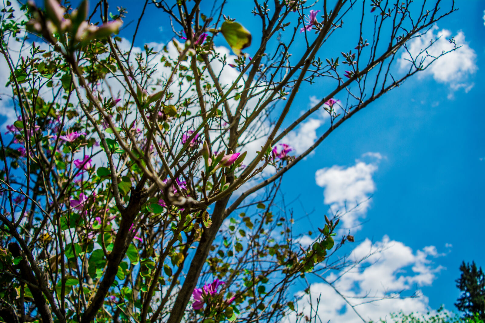 Nikon D5200 sample photo