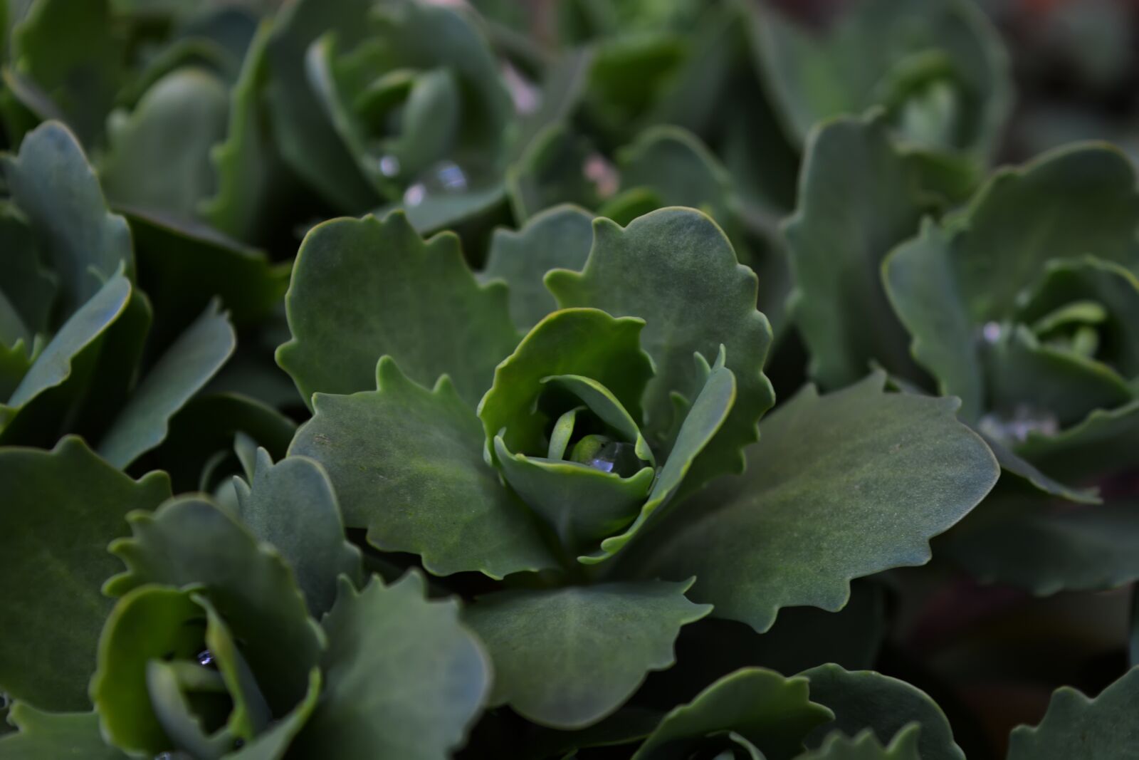 Nikon D5200 sample photo. Spring, flowers, garden photography