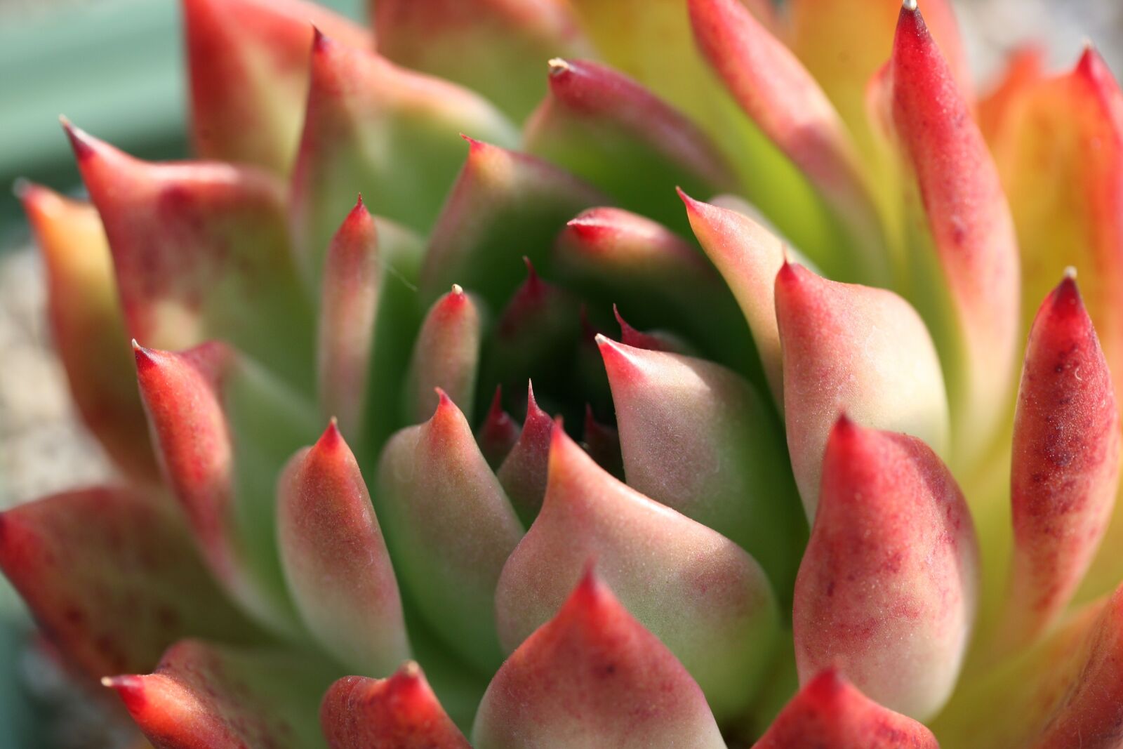 Canon EOS 5D sample photo. A fleshy plant, fleshy photography