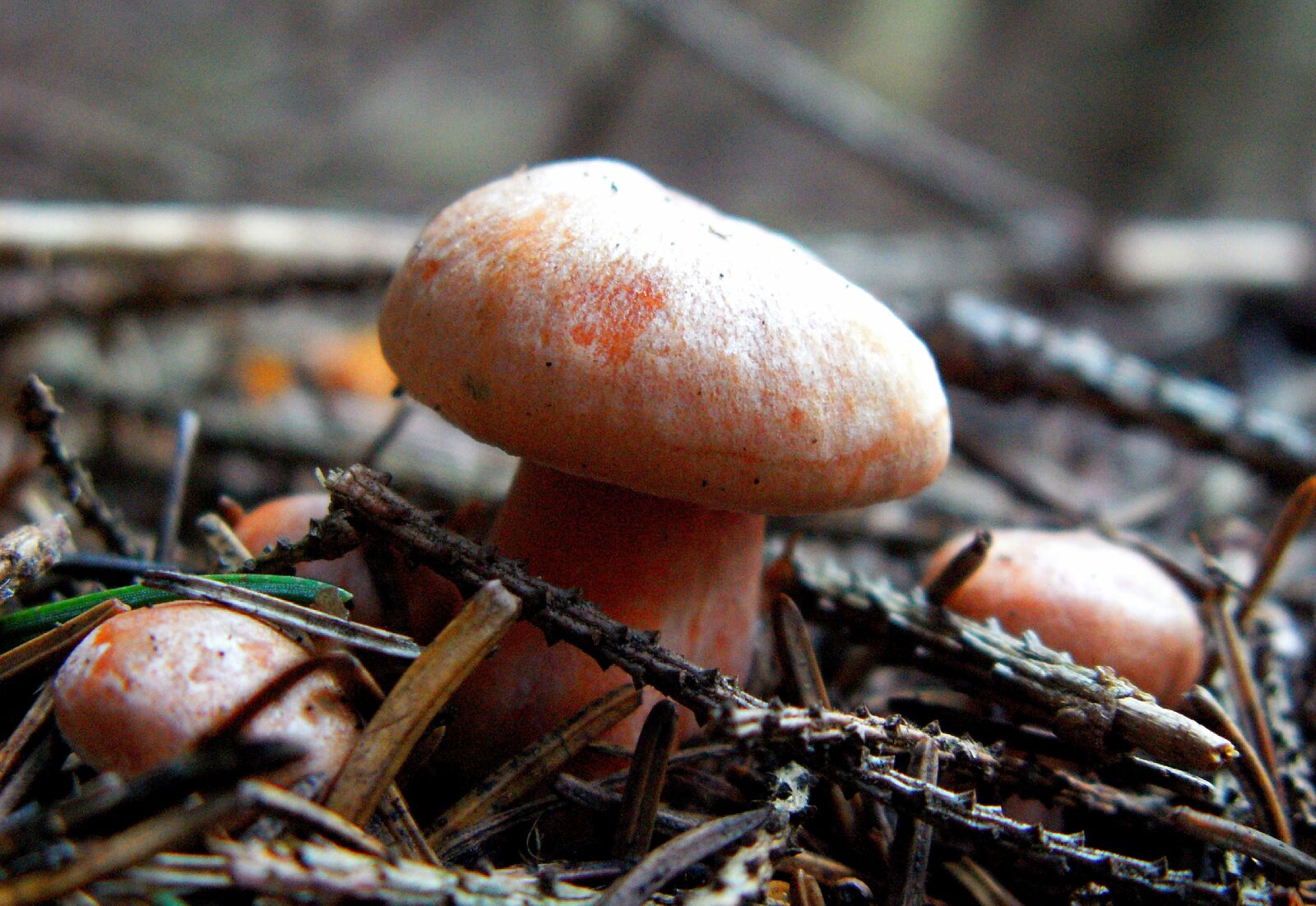 KONICA MINOLTA DiMAGE Z5 sample photo. Rydz, mushroom edible, autumn photography