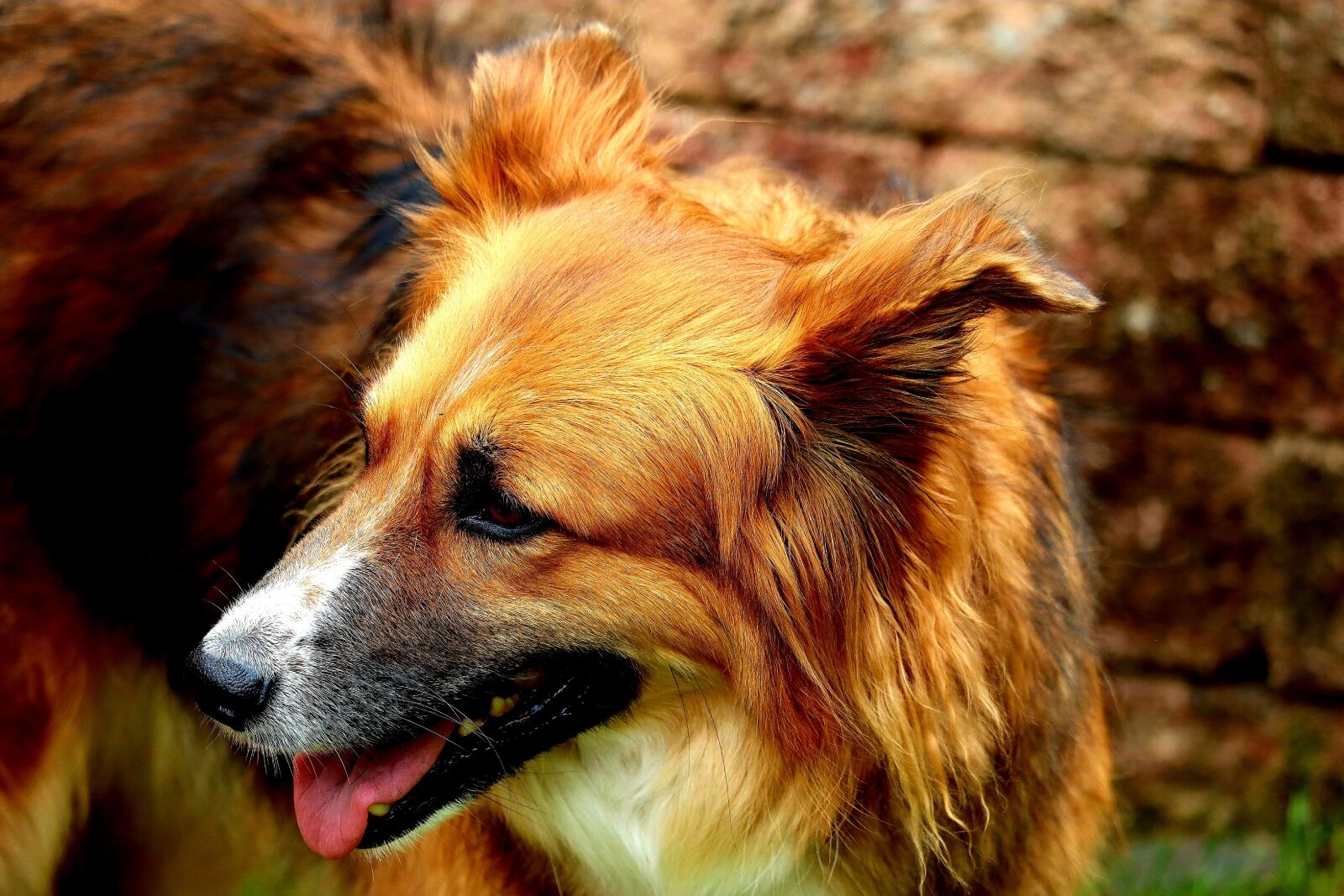 Canon EOS M50 (EOS Kiss M) sample photo. Dog, animal, herding dog photography