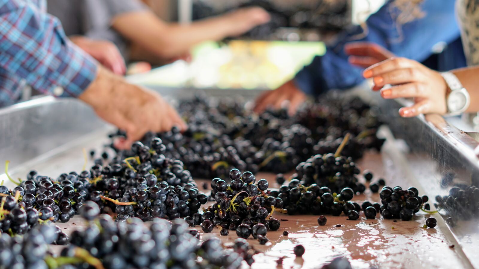Sony a6300 sample photo. Grapevine, hands, winery, work photography