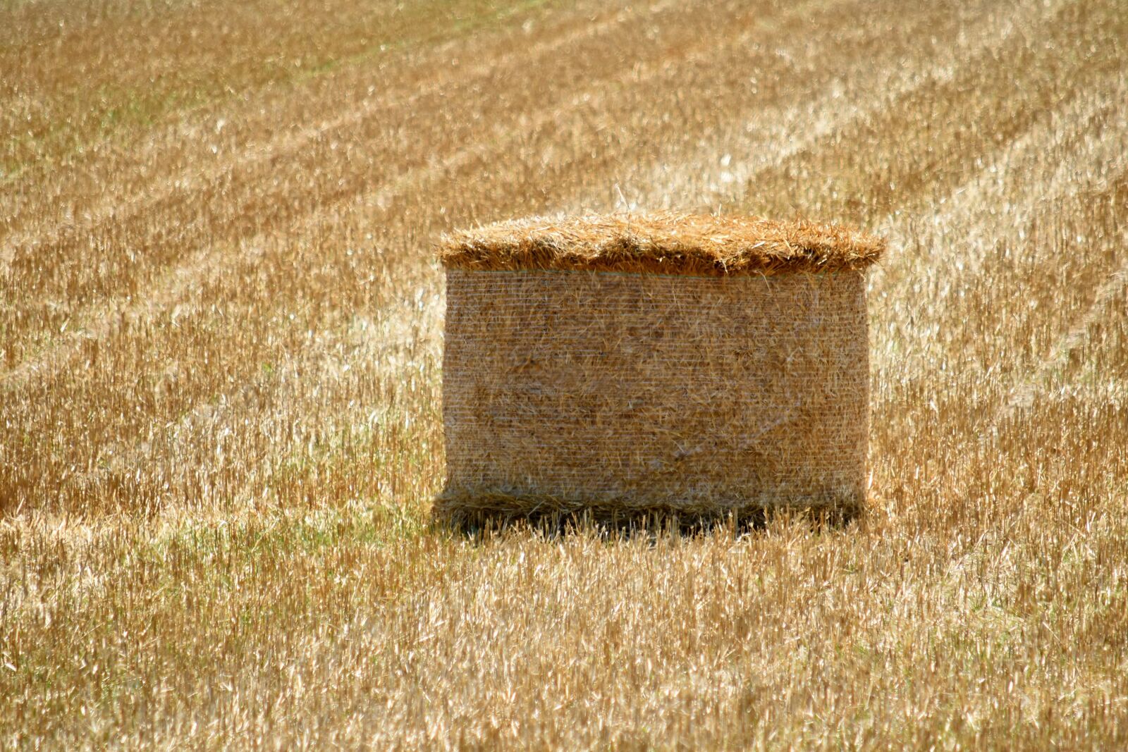 Nikon D5500 sample photo. Hay field, agriculture, bale photography
